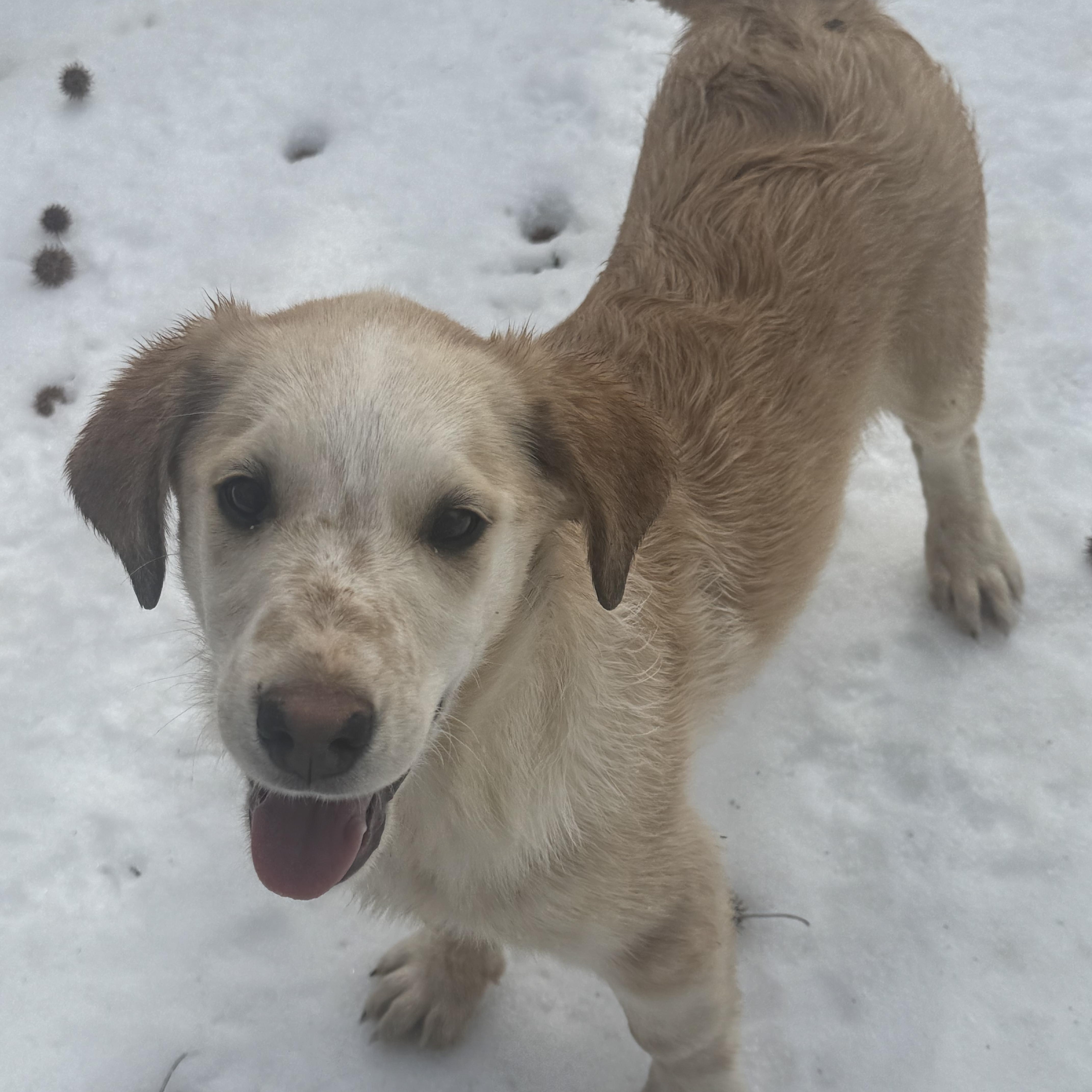 Ernie , ADOPTABLE, Puppy Male English Springer Spaniel & Poodle.