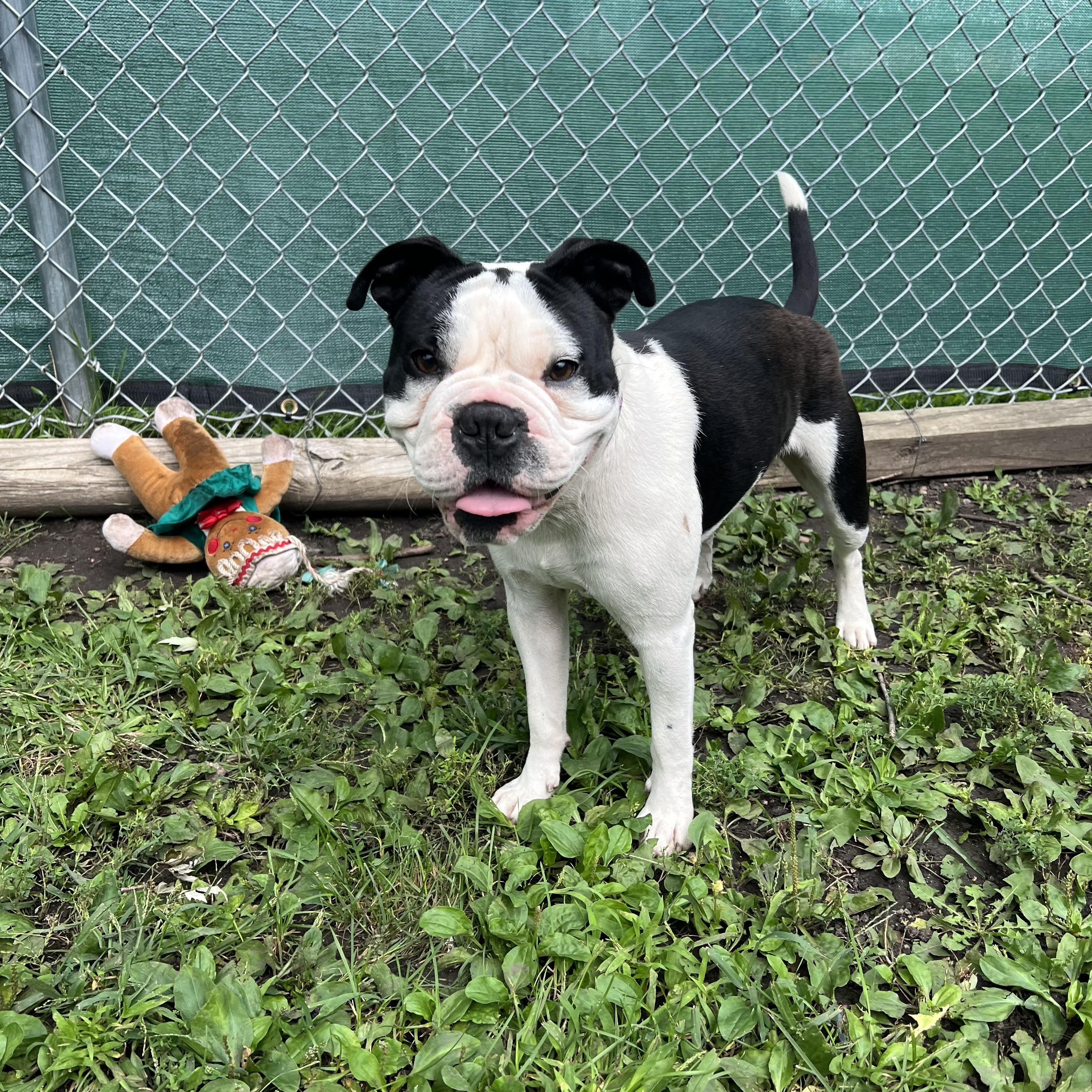 Roman, Adoptable, Young Male Boston Terrier & Mixed Breed.