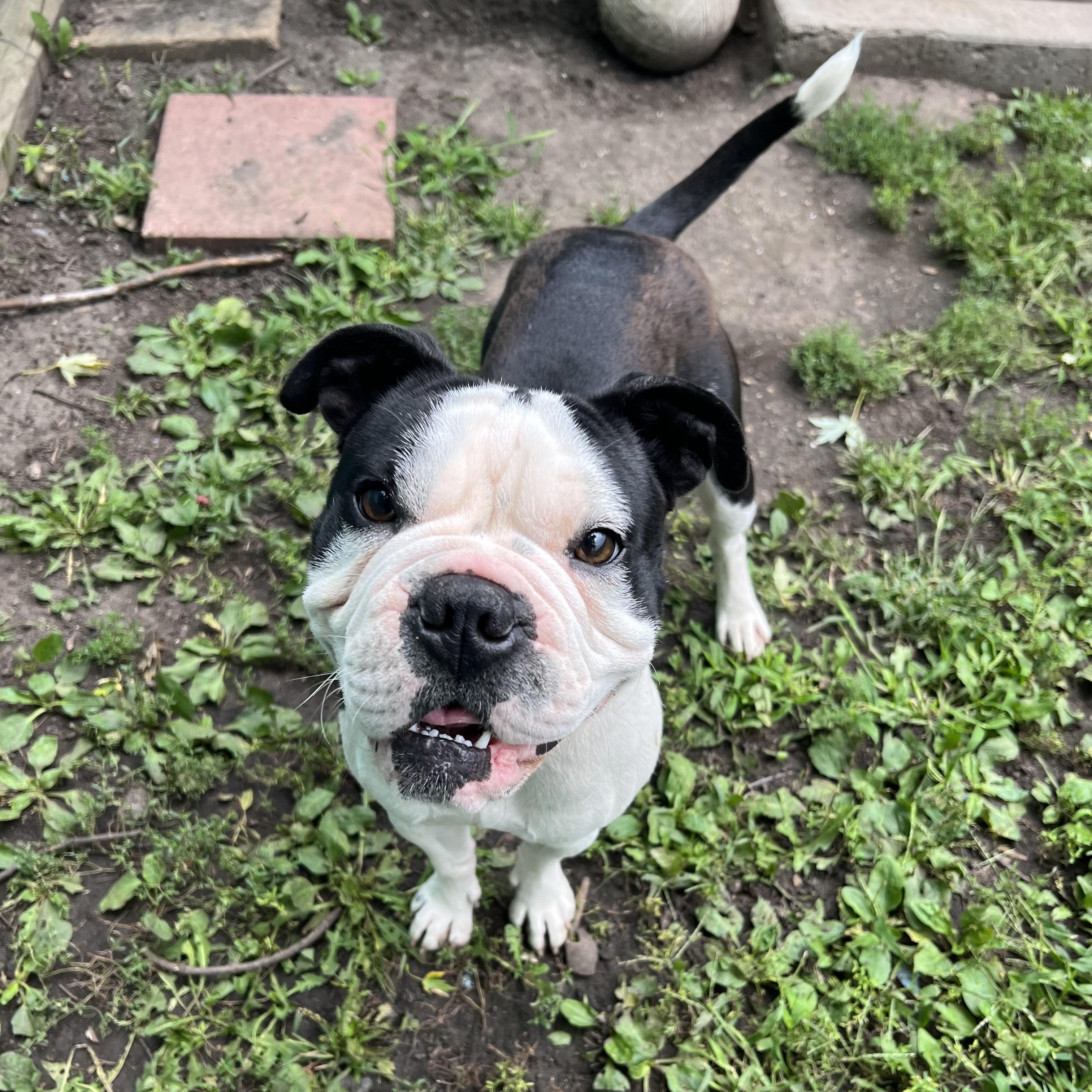 Enlarge Roman, a Adoptable mixed breed in Fairmont, MN image 2/6