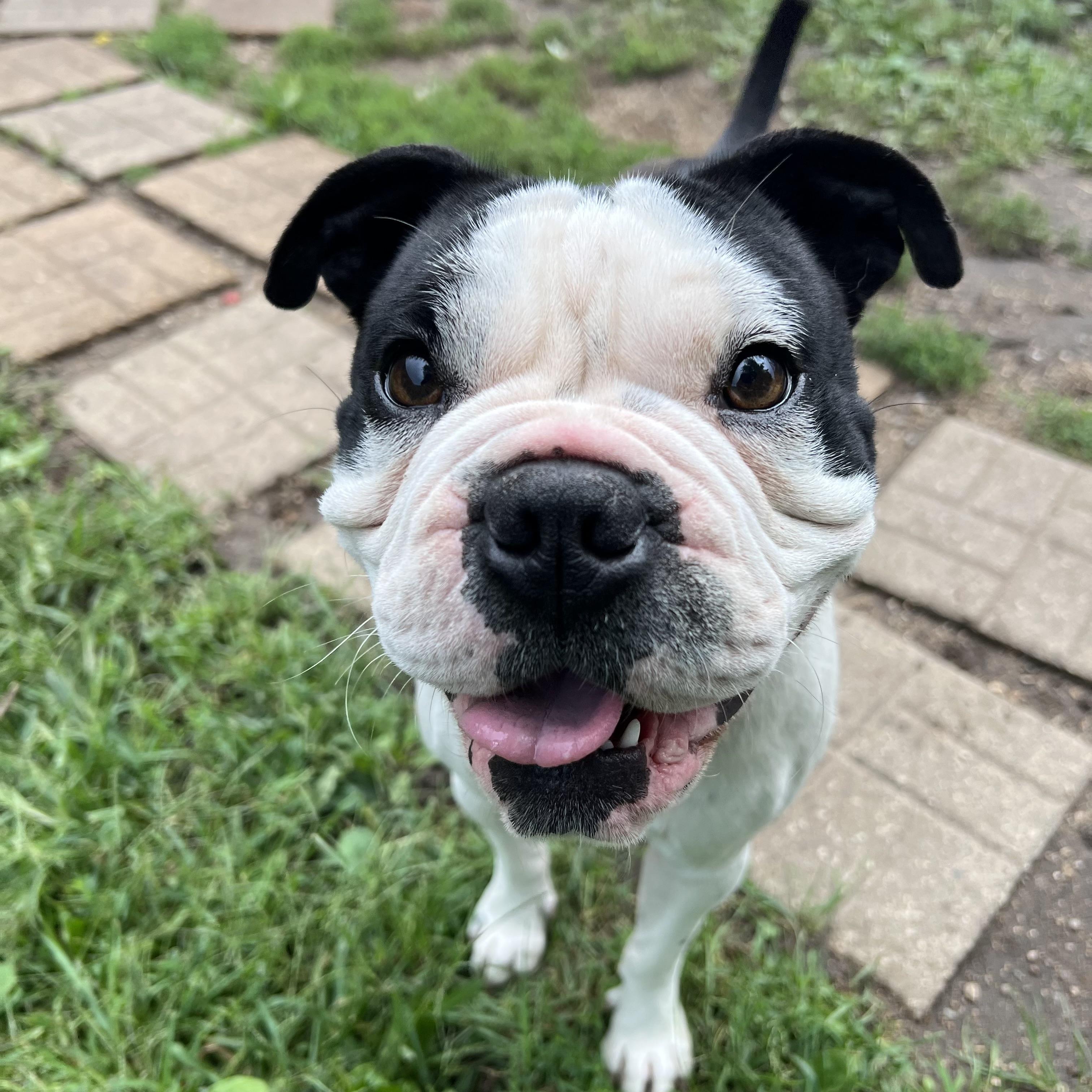 Enlarge Roman, a Adoptable mixed breed in Fairmont, MN image 5/6