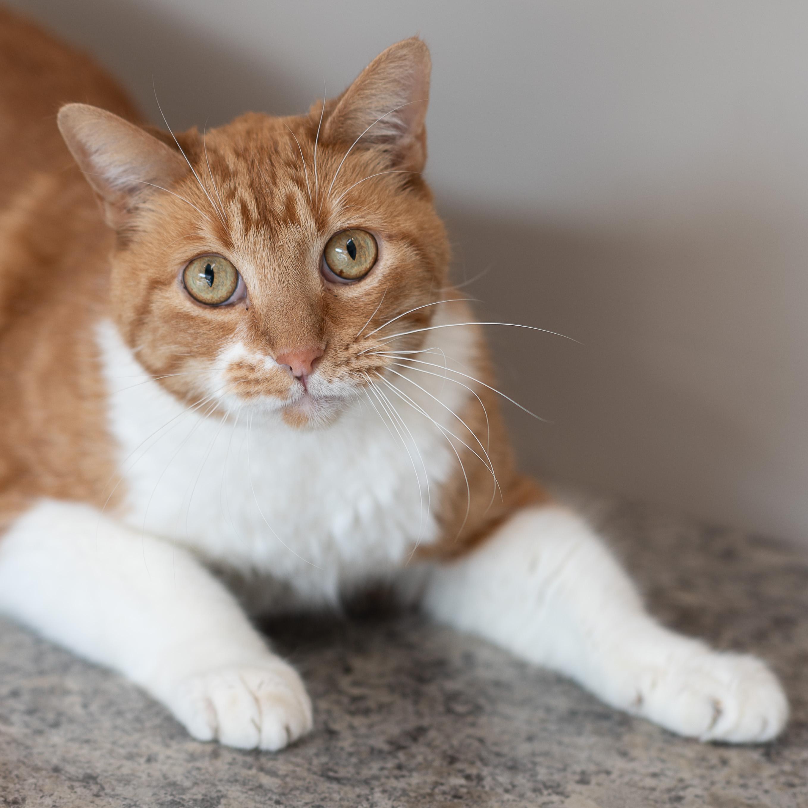 Teddy, a ADOPTABLE mixed breed in Chicago, IL image 6/6
