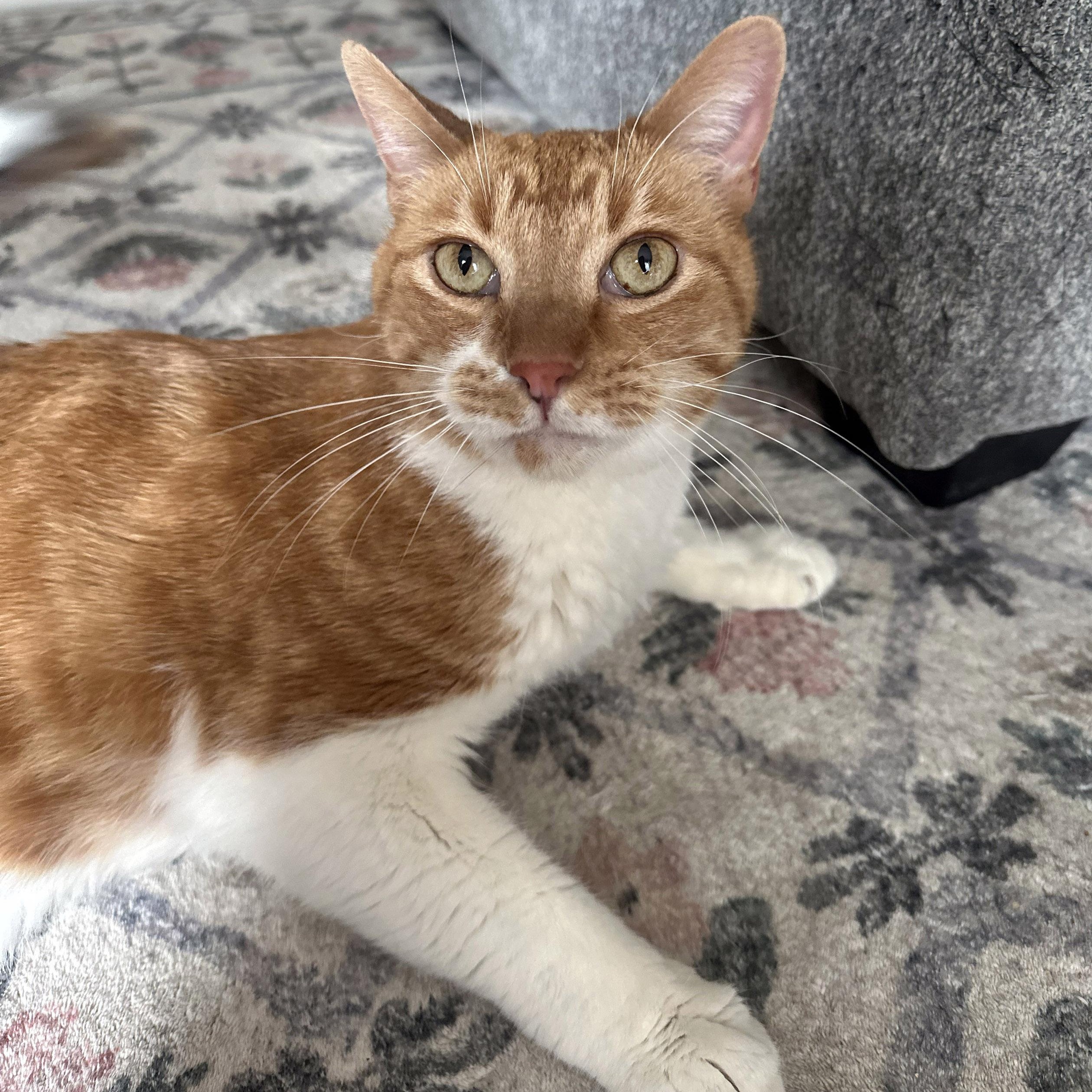 Teddy, ADOPTABLE, Senior Male Tabby & Domestic Short Hair.