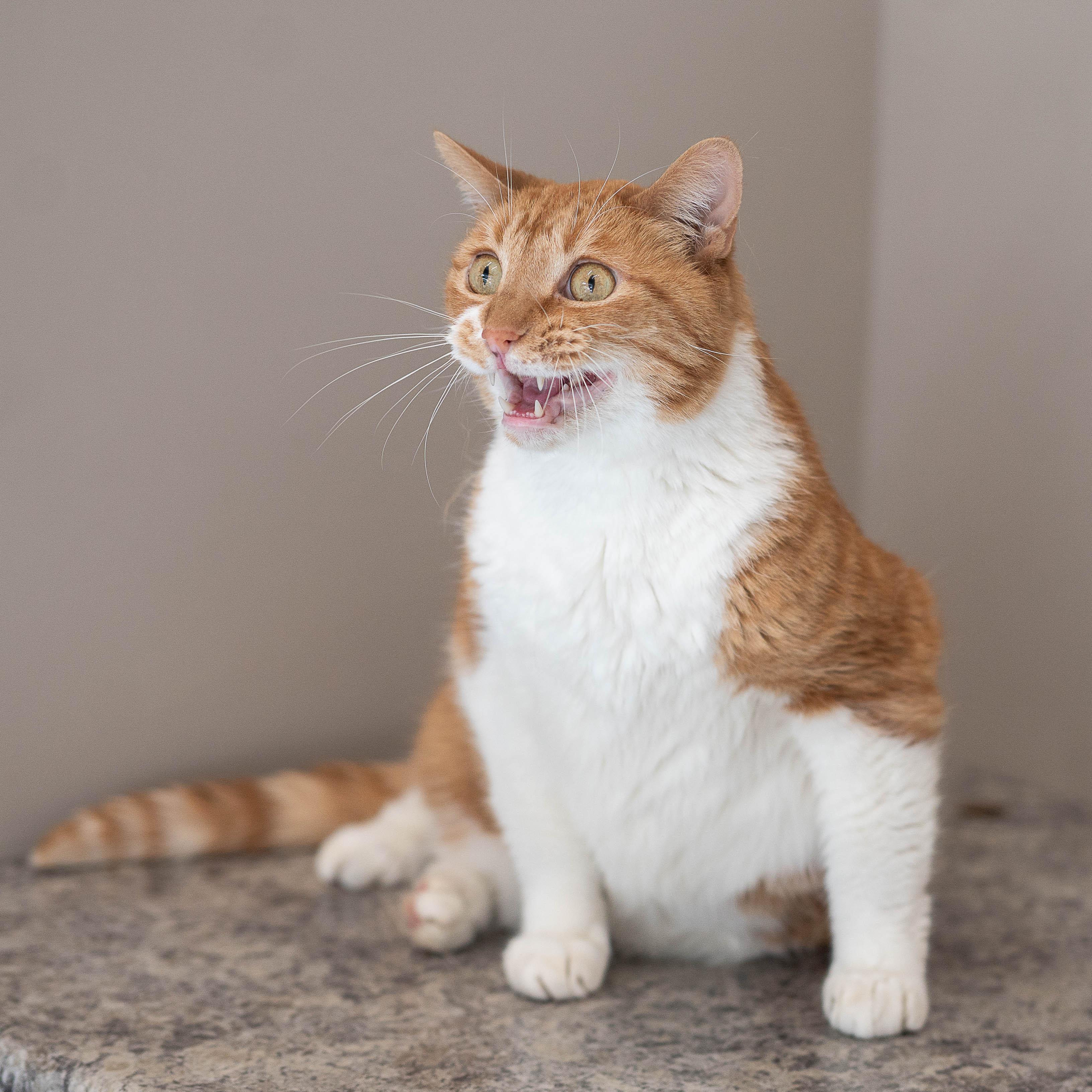 Teddy, a ADOPTABLE mixed breed in Chicago, IL image 5/6
