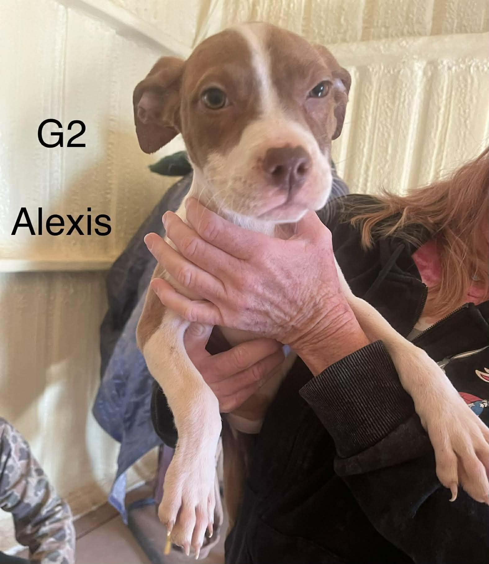 Enlarge Alexis, an adopted mixed breed in Blue Bell, PA image 5/5