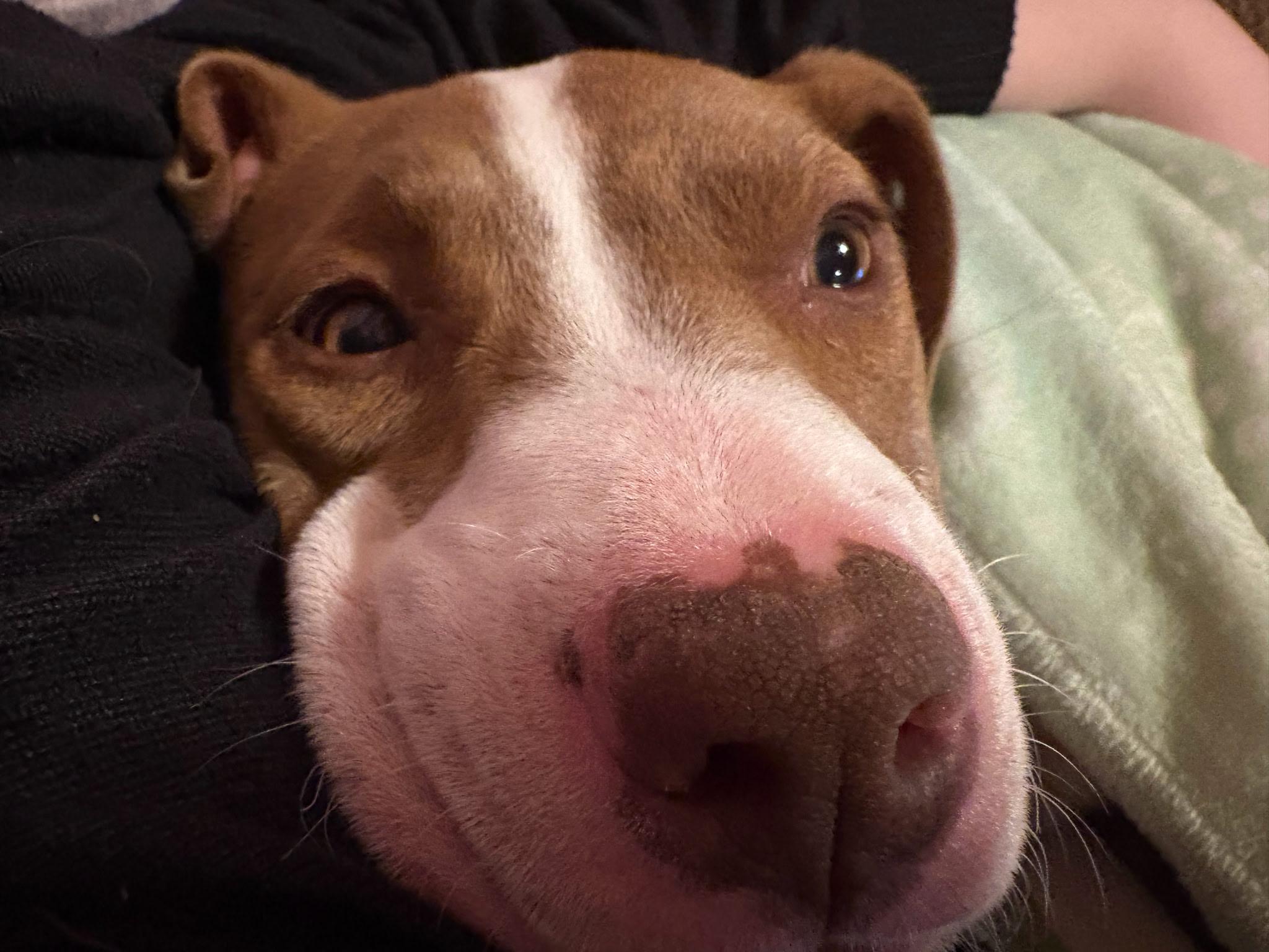 Enlarge Alexis, an adopted mixed breed in Blue Bell, PA image 4/5