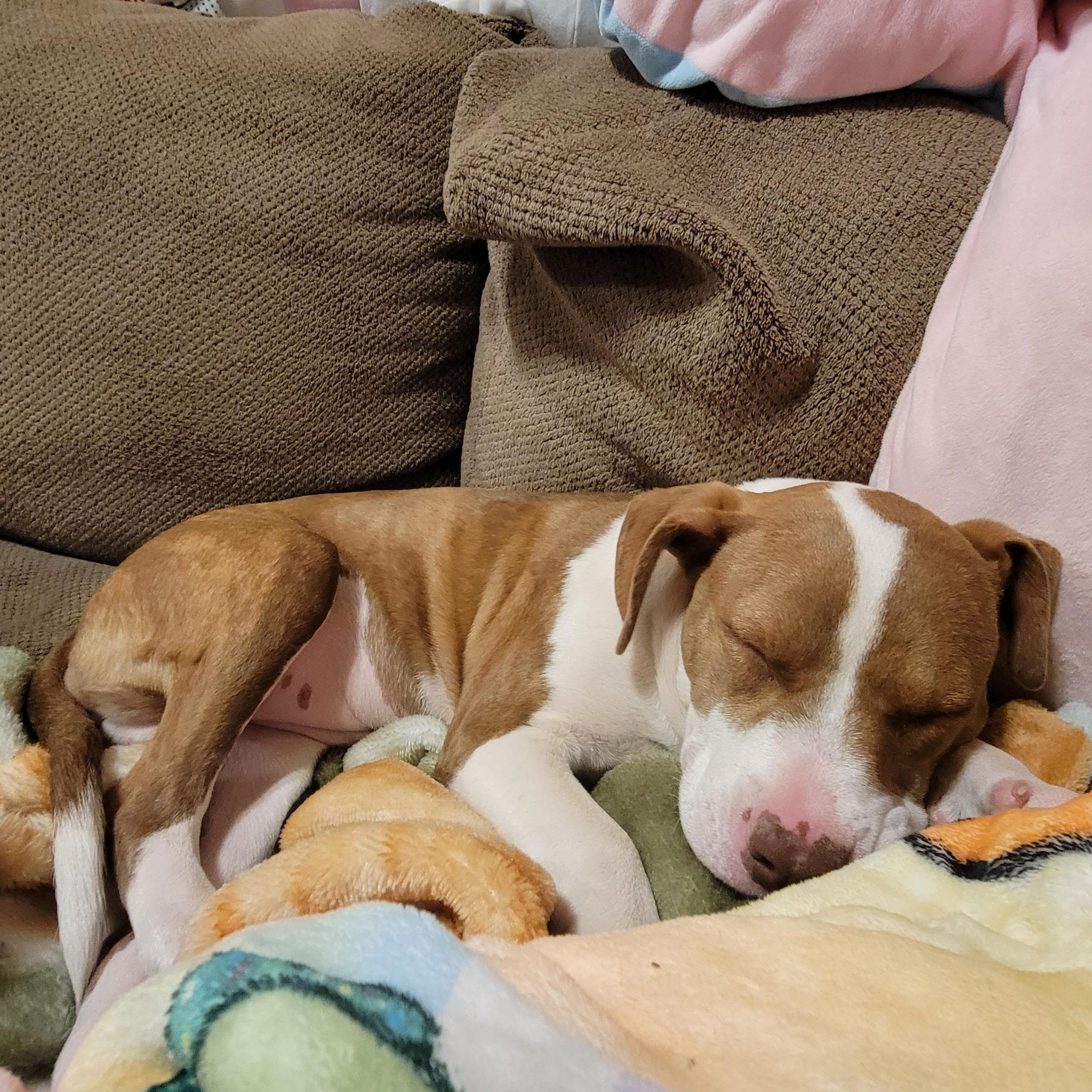 Enlarge Alexis, an adopted mixed breed in Blue Bell, PA image 1/5