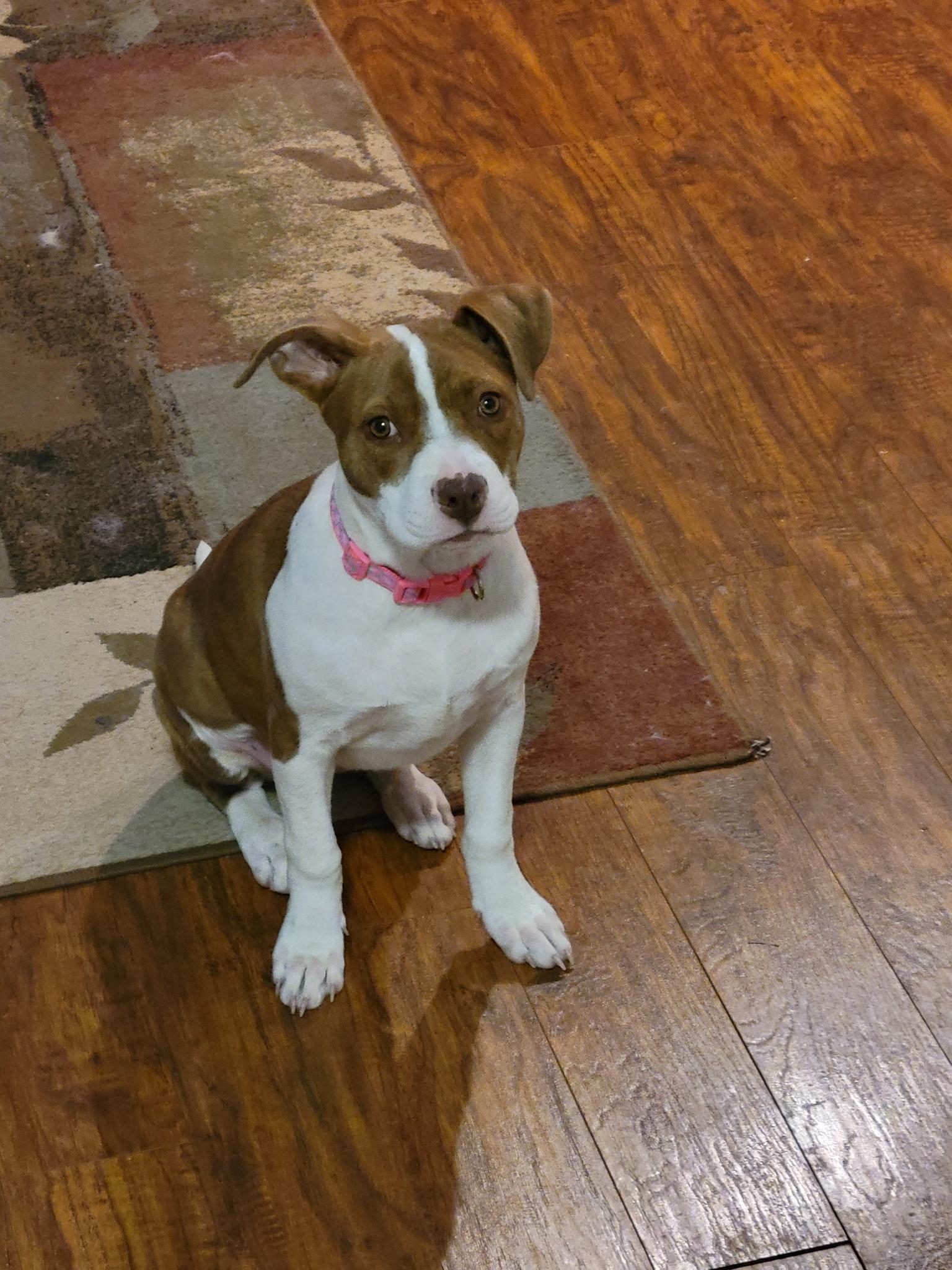 Enlarge Alexis, an adopted mixed breed in Blue Bell, PA image 3/5