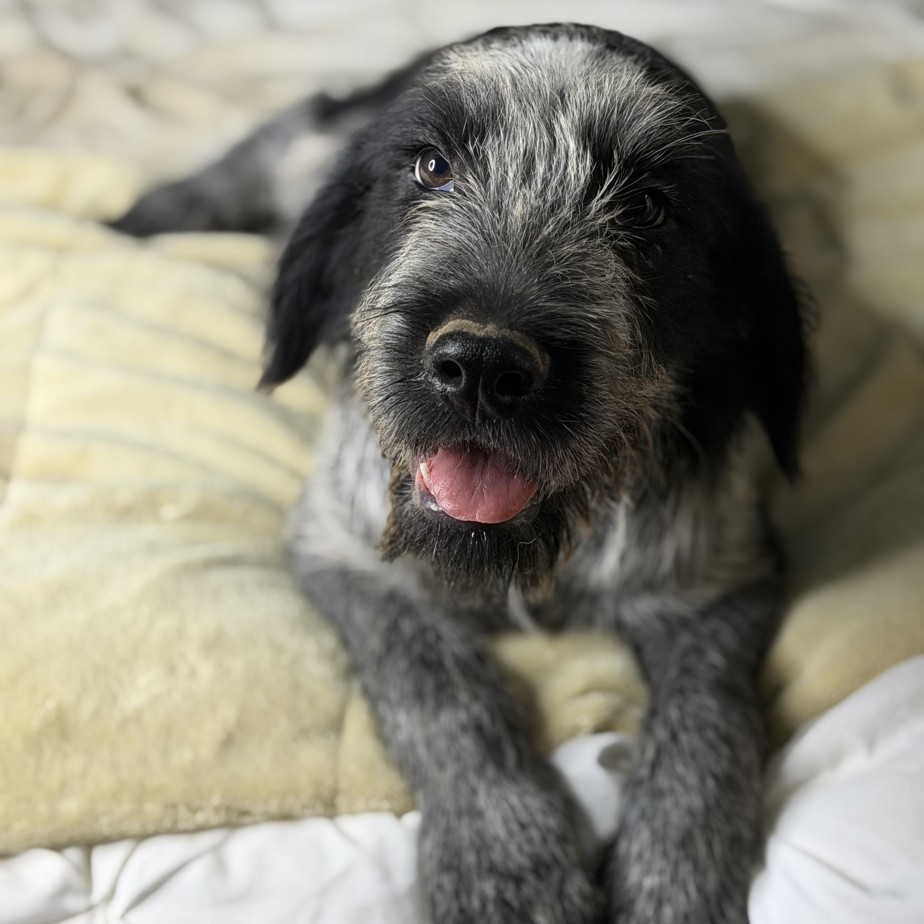 Enlarge Tito, a Adoptable mixed breed in Arnold, MO image 3/6