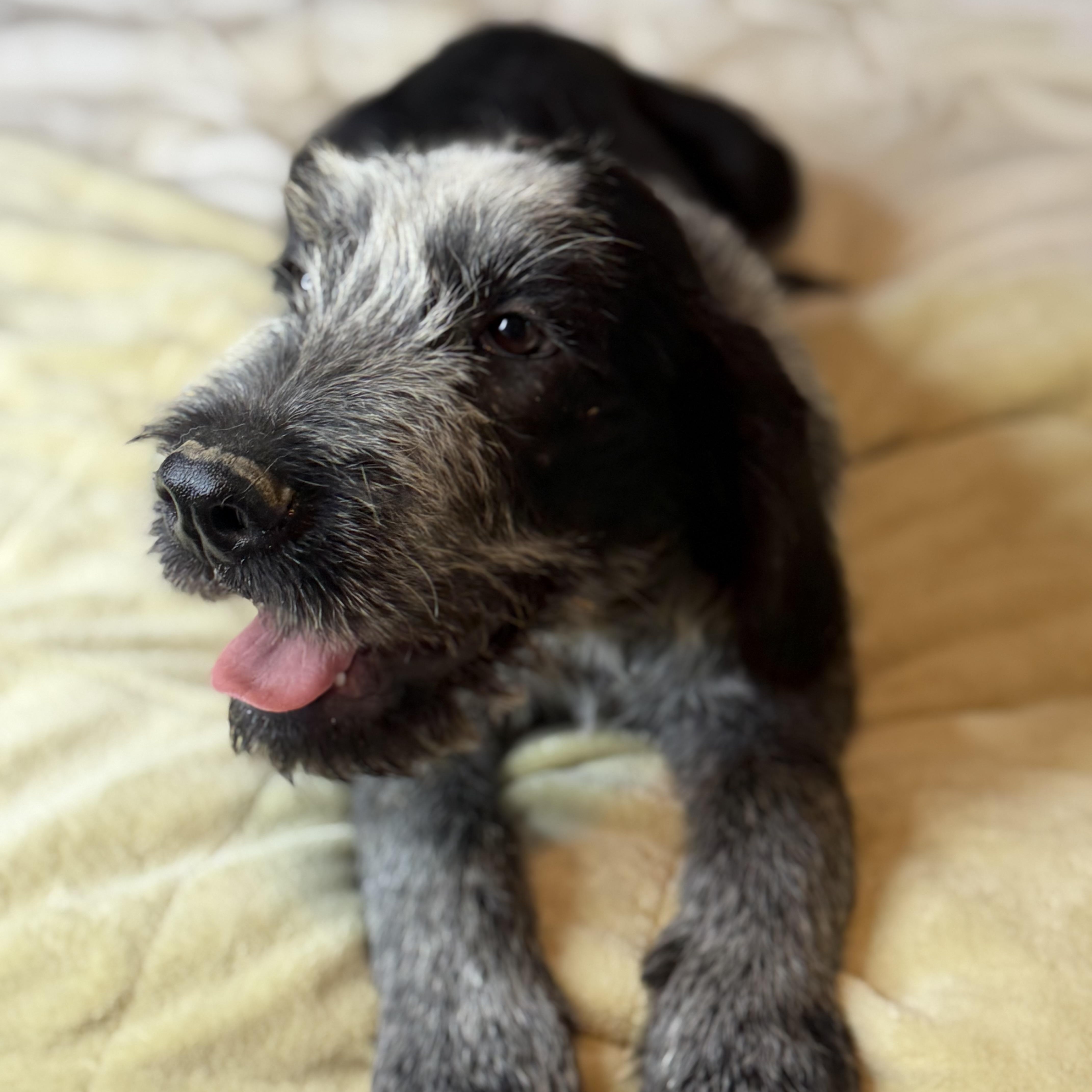 Enlarge Tito, a Adoptable mixed breed in Arnold, MO image 6/6
