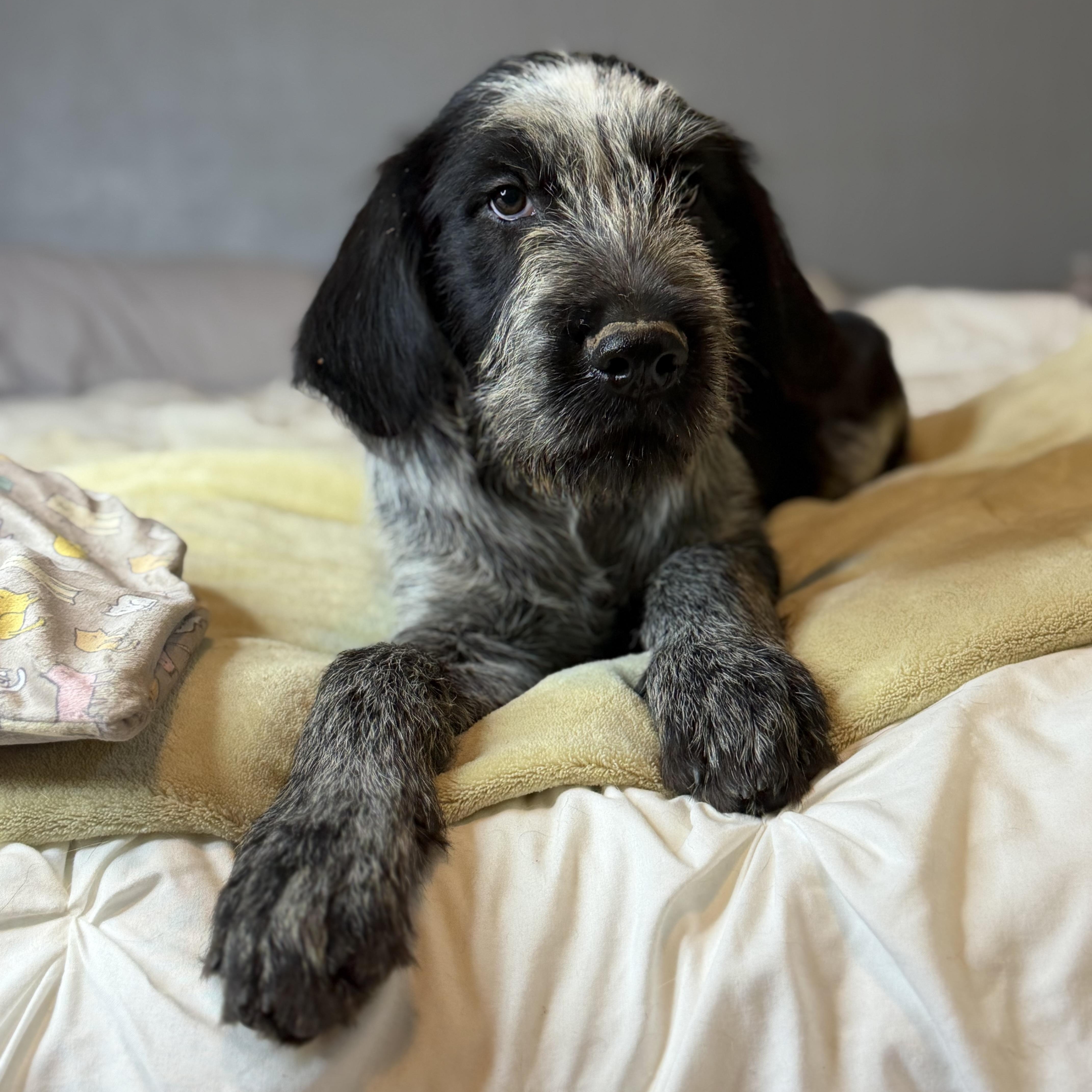 Enlarge Tito, a Adoptable mixed breed in Arnold, MO image 4/6