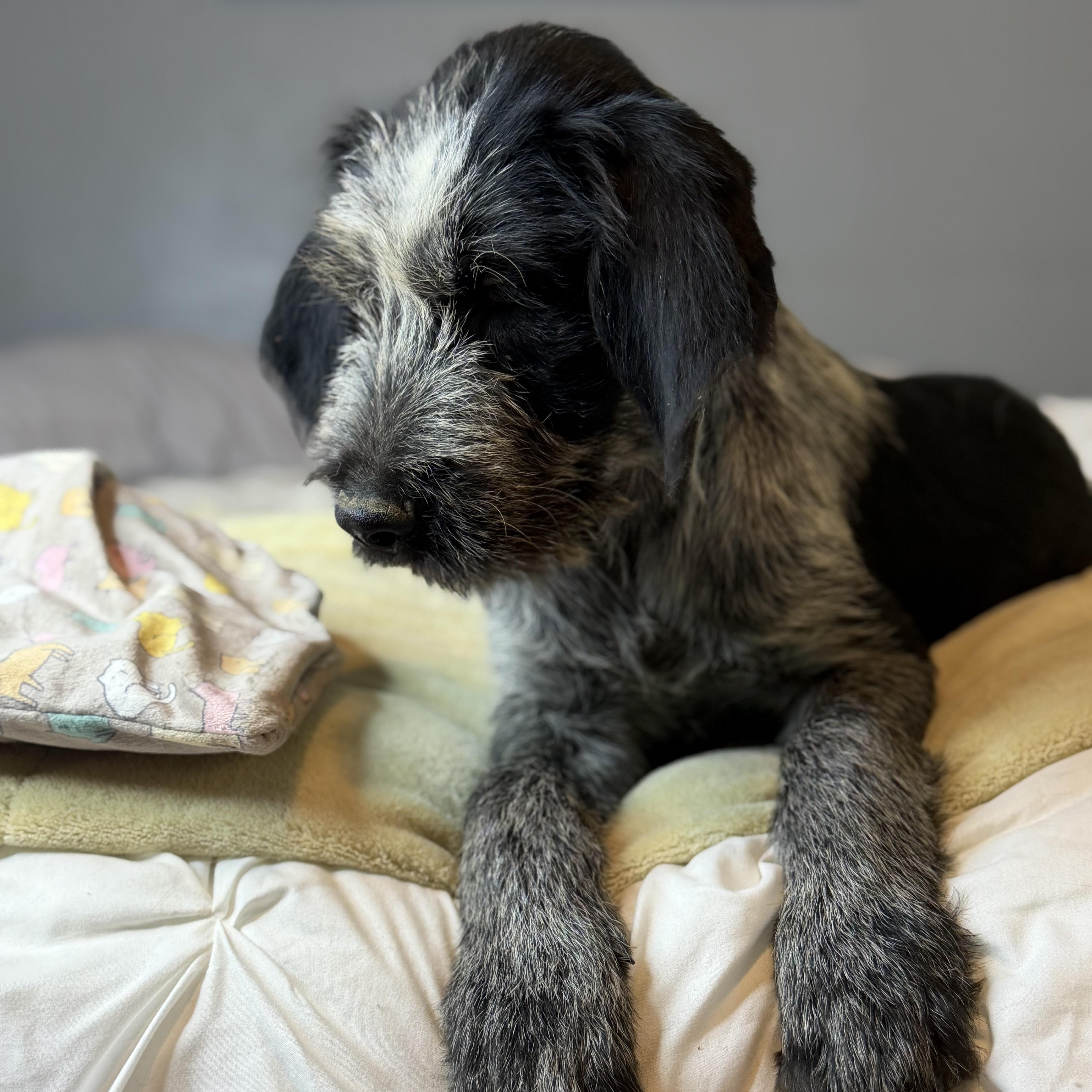 Enlarge Tito, a Adoptable mixed breed in Arnold, MO image 2/6
