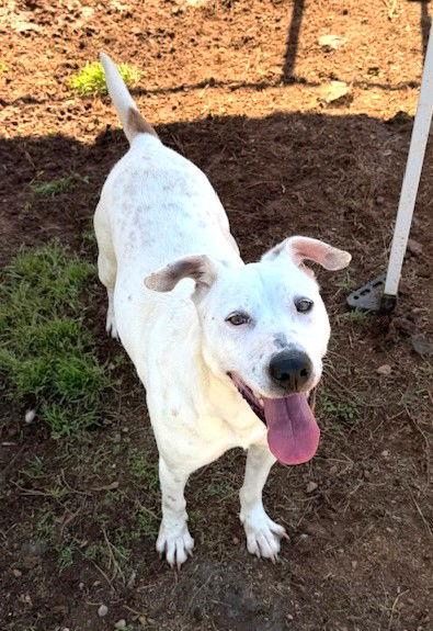 Rally, Adoptable, Young Female Hound.