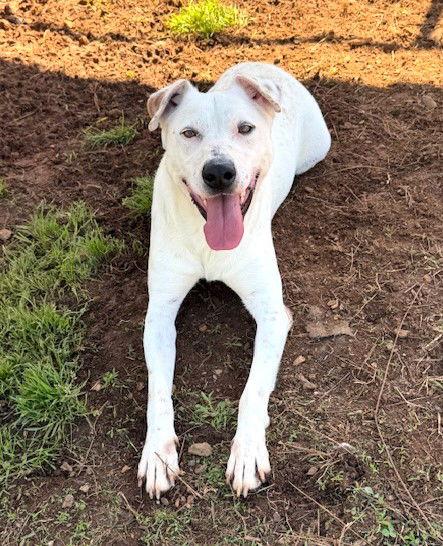 Enlarge Rally, a Adoptable Hound in Carrollton, GA image 2/3