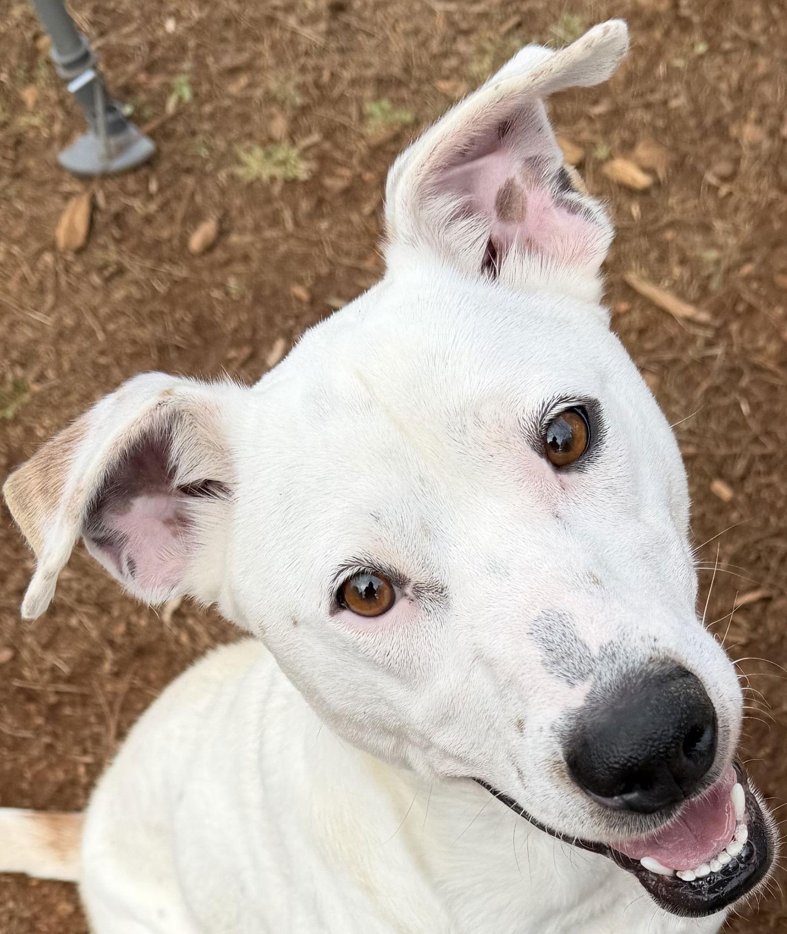Enlarge Rally, a Adoptable Hound in Carrollton, GA image 3/3