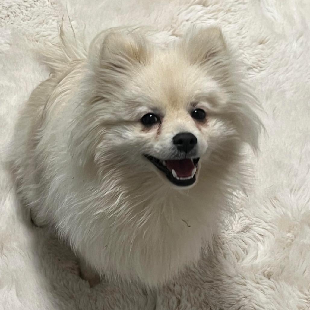 Enlarge 91 (2026) Oliver, a Adoptable Pomeranian in Parker, CO image 1/2