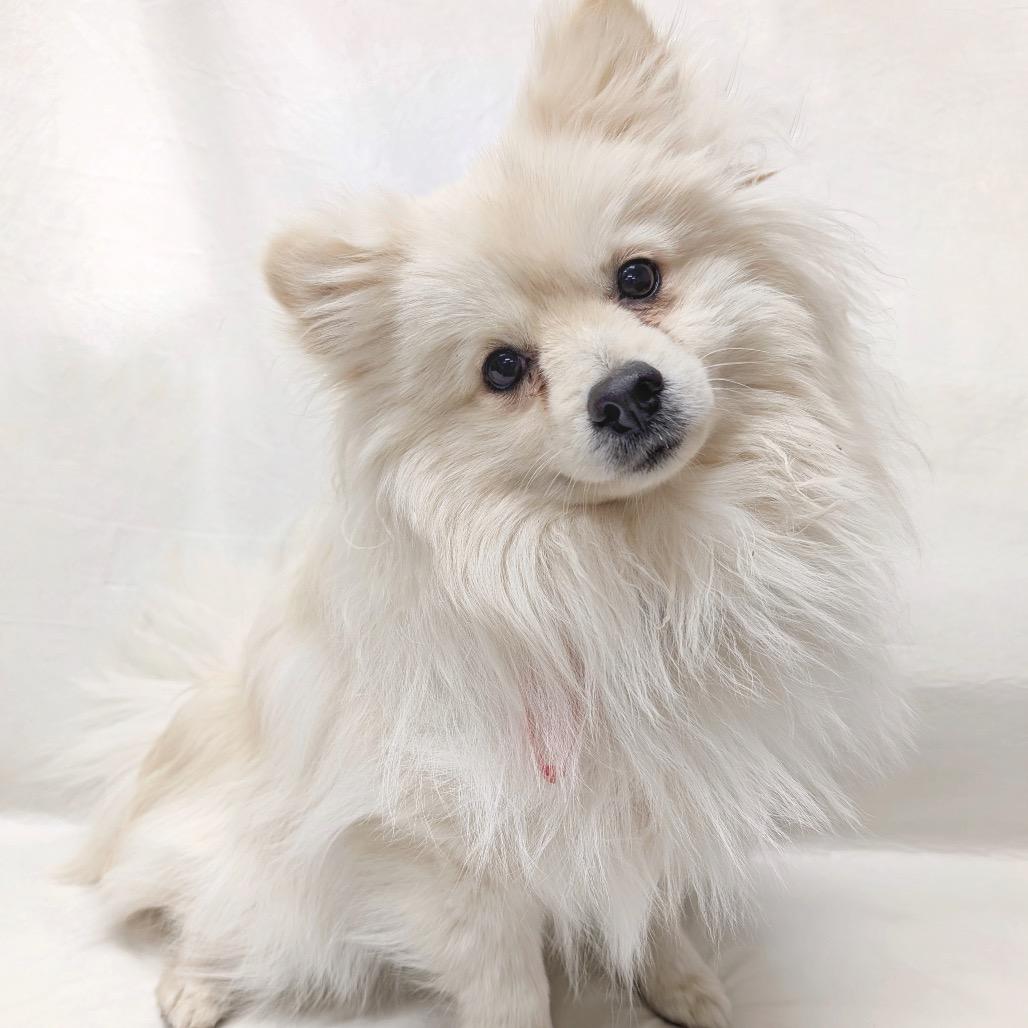 Enlarge 91 (2026) Oliver, a Adoptable Pomeranian in Parker, CO image 2/2