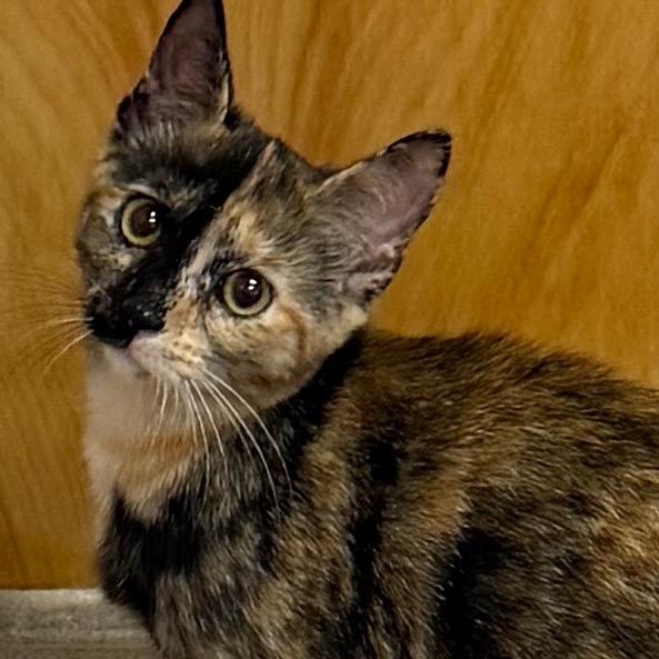Enlarge Foxy, a Adoptable Domestic Short Hair in Middlebury, VT image 1/5