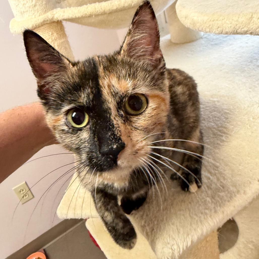 Enlarge Foxy, a Adoptable Domestic Short Hair in Middlebury, VT image 2/5