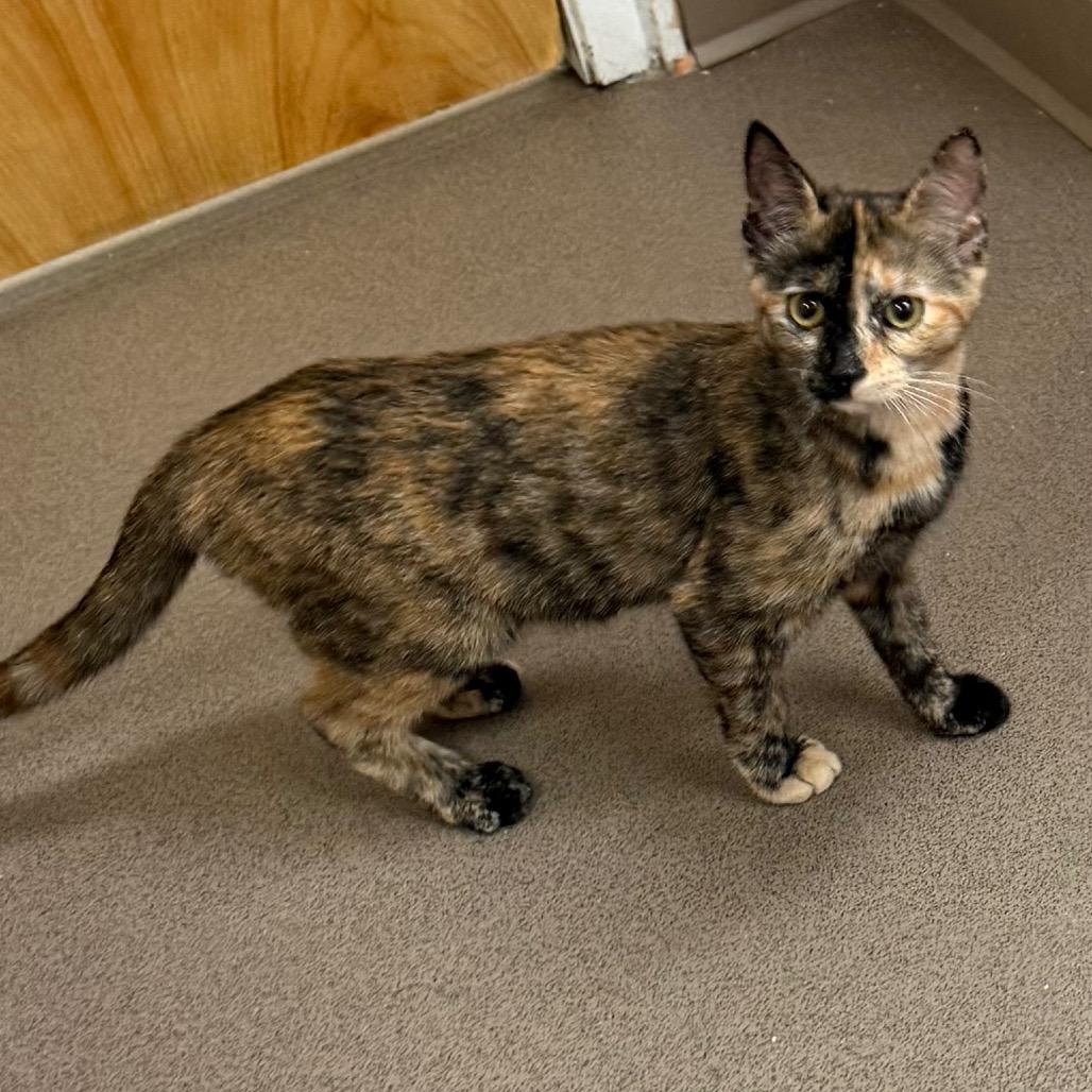 Enlarge Foxy, a Adoptable Domestic Short Hair in Middlebury, VT image 3/5