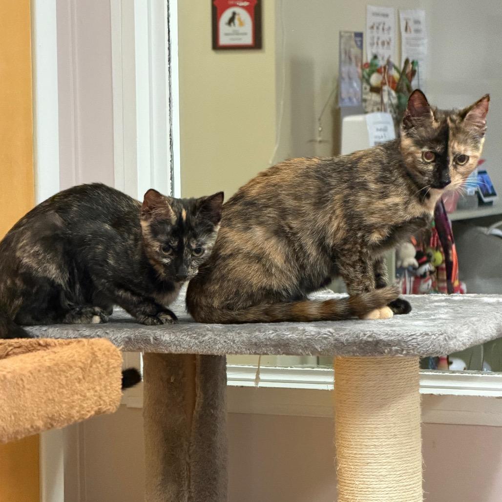 Enlarge Foxy, a Adoptable Domestic Short Hair in Middlebury, VT image 4/5