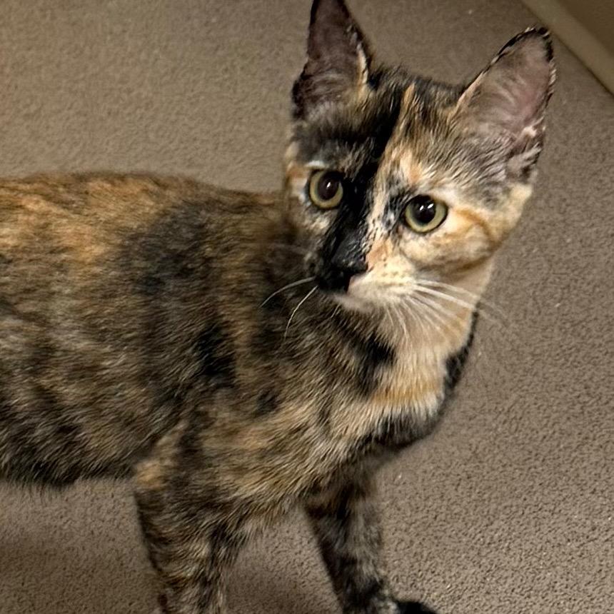 Enlarge Foxy, a Adoptable Domestic Short Hair in Middlebury, VT image 5/5