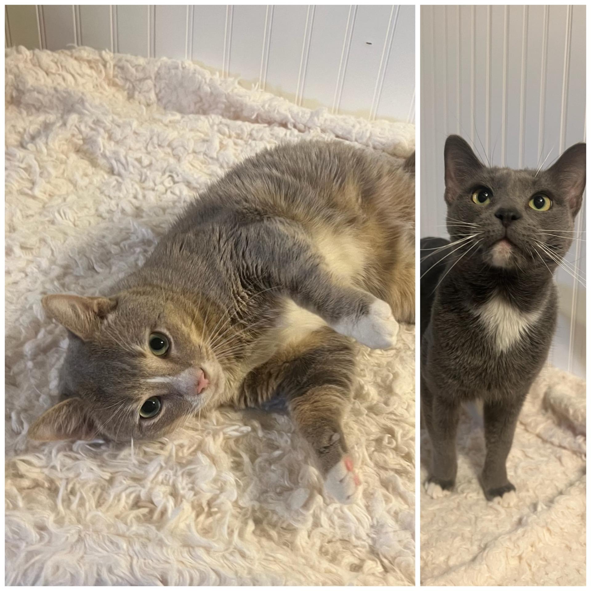 Enlarge Atlas & Stone, an adopted Domestic Short Hair in Honeoye, NY image 1/1