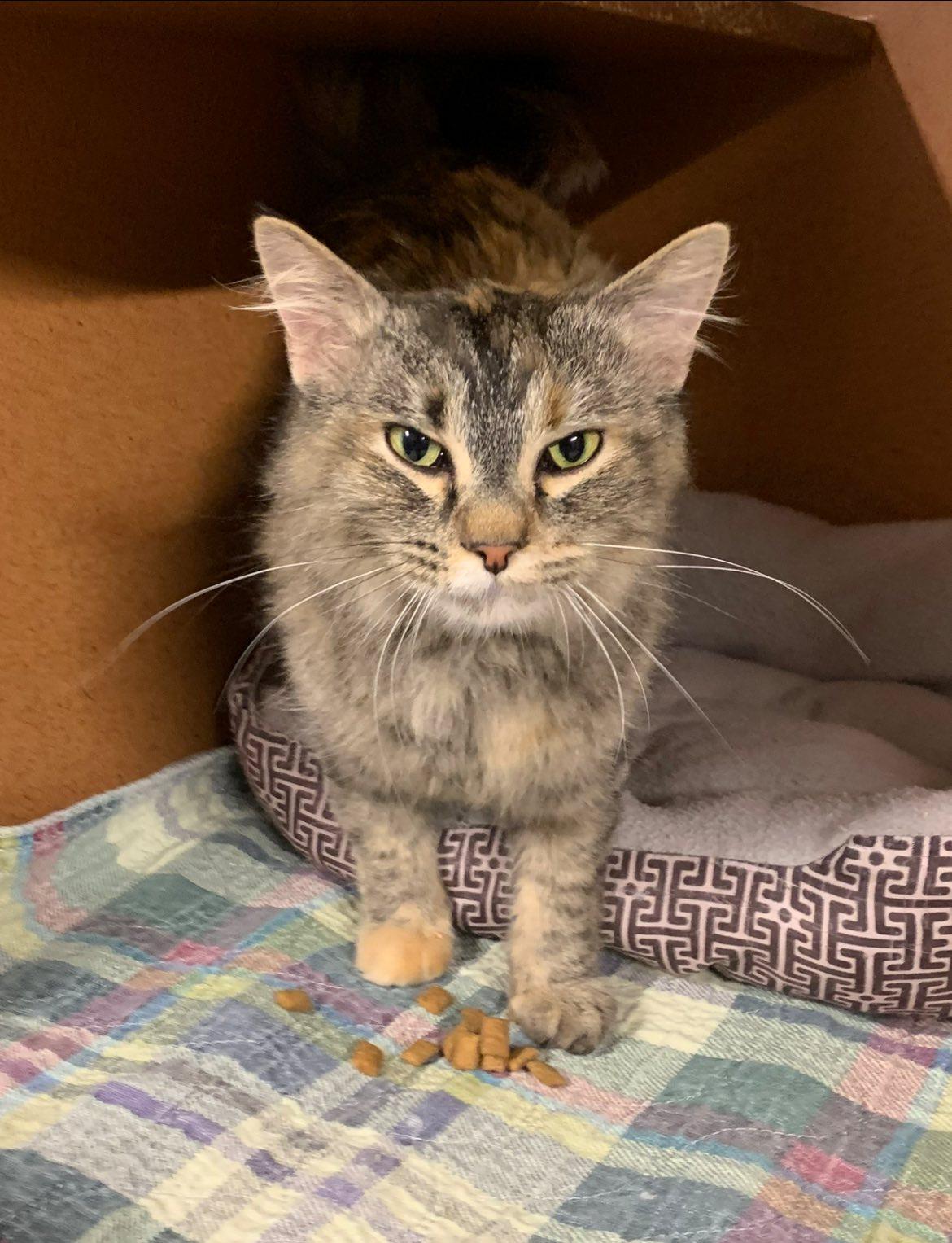 Enlarge Lilly, a ADOPTABLE Domestic Long Hair in Kalkaska, MI image 1/1