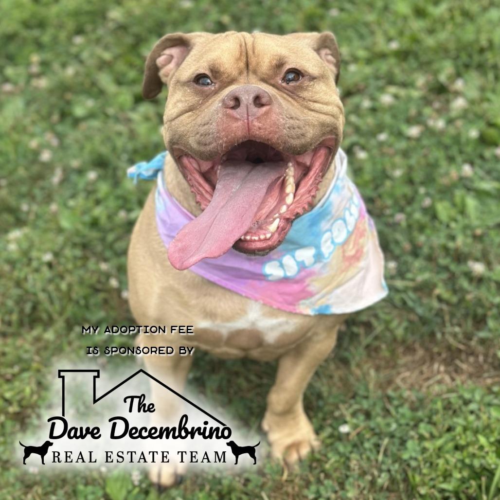 Enlarge Chase - IN FOSTER, a Adoptable Mixed Breed in Birdsboro, PA image 1/6