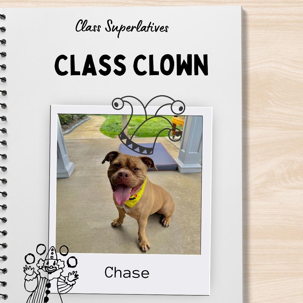 Enlarge Chase - IN FOSTER, a Adoptable Mixed Breed in Birdsboro, PA image 2/6