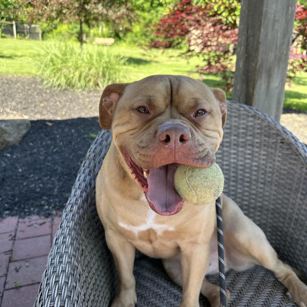 Enlarge Chase - IN FOSTER, a Adoptable Mixed Breed in Birdsboro, PA image 3/6
