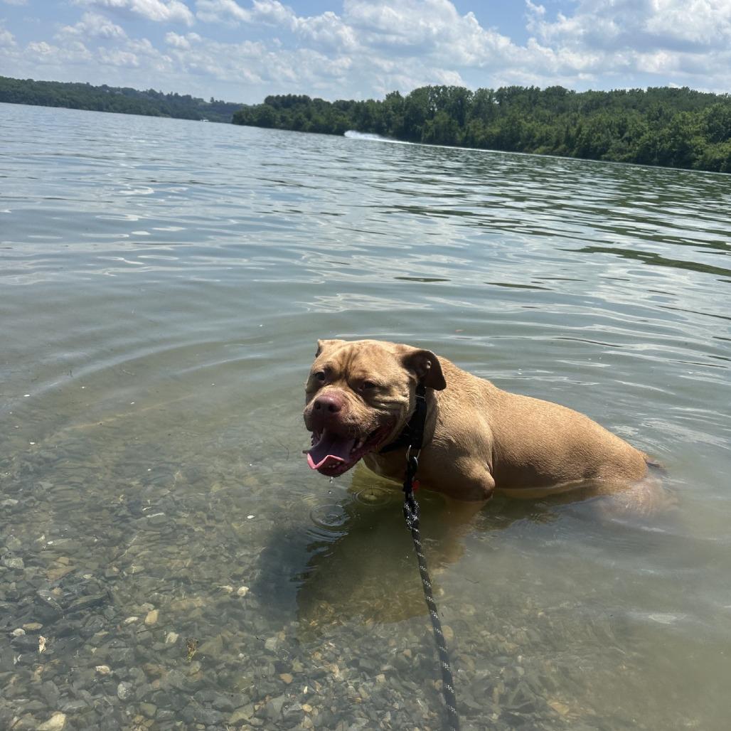 Enlarge Chase - IN FOSTER, a Adoptable Mixed Breed in Birdsboro, PA image 4/6