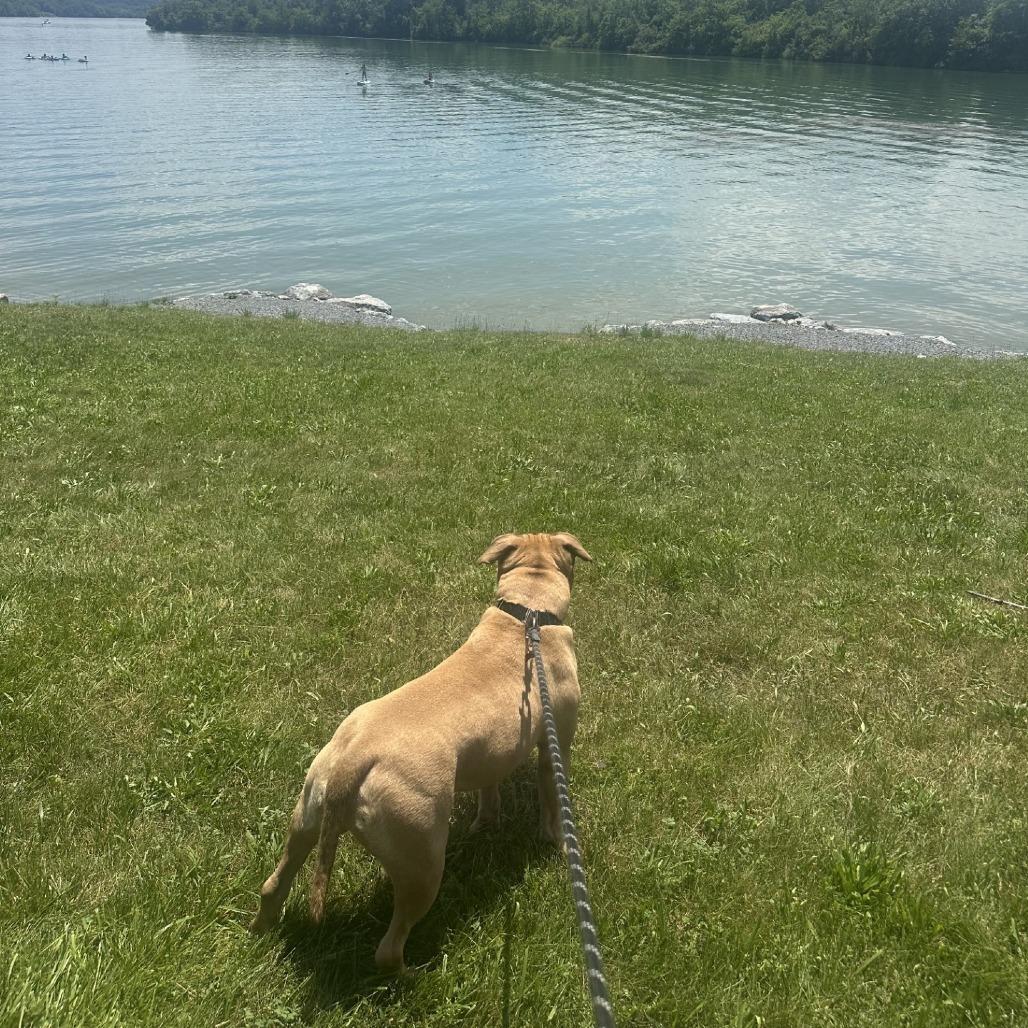 Enlarge Chase - IN FOSTER, a Adoptable Mixed Breed in Birdsboro, PA image 6/6