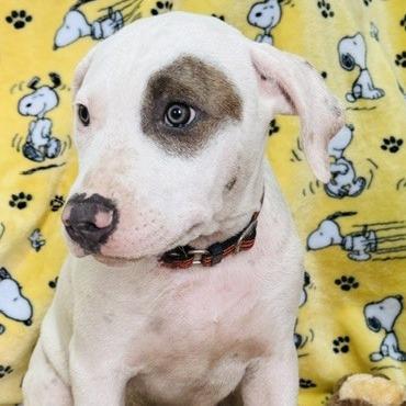 David prev. Baron, Adoptable, Puppy Male Mixed Breed.