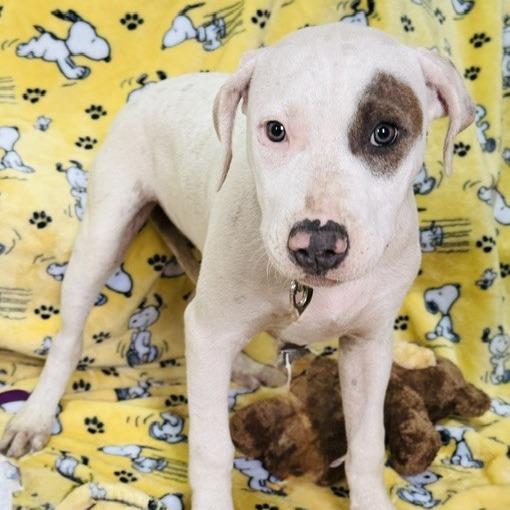 David prev. Baron, a Adoptable Mixed Breed in Williston, FL image 2/5