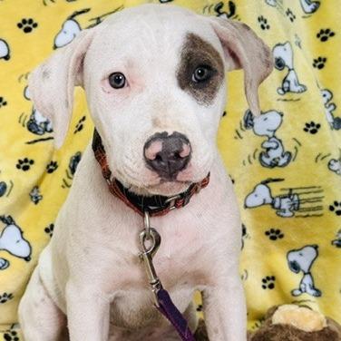 David prev. Baron, a Adoptable Mixed Breed in Williston, FL image 3/5