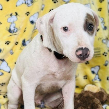 David prev. Baron, a Adoptable Mixed Breed in Williston, FL image 4/5