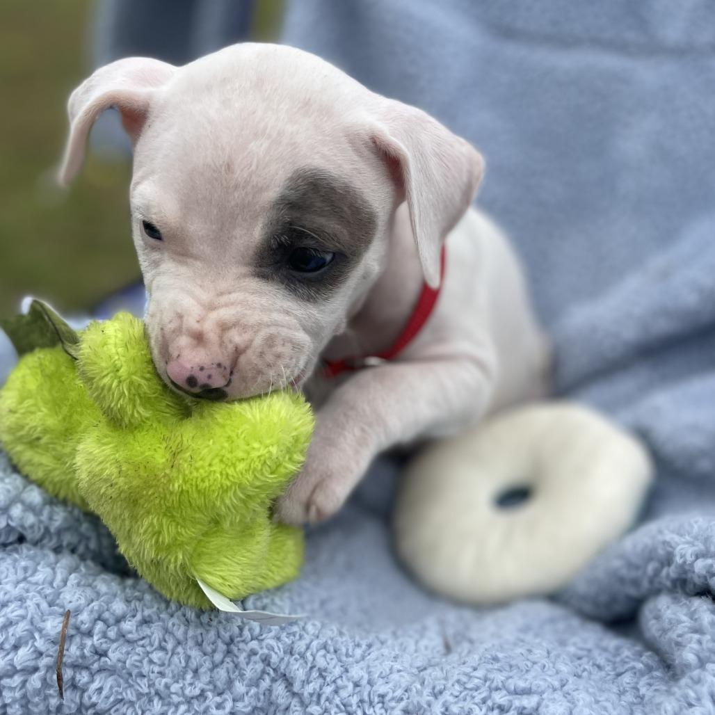 David prev. Baron, a Adoptable Mixed Breed in Williston, FL image 5/5
