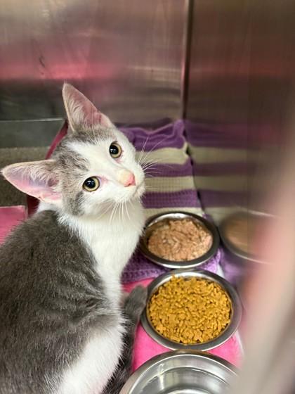 Baskin, Adoptable, Kitten Male Domestic Short Hair & Domestic Short Hair.