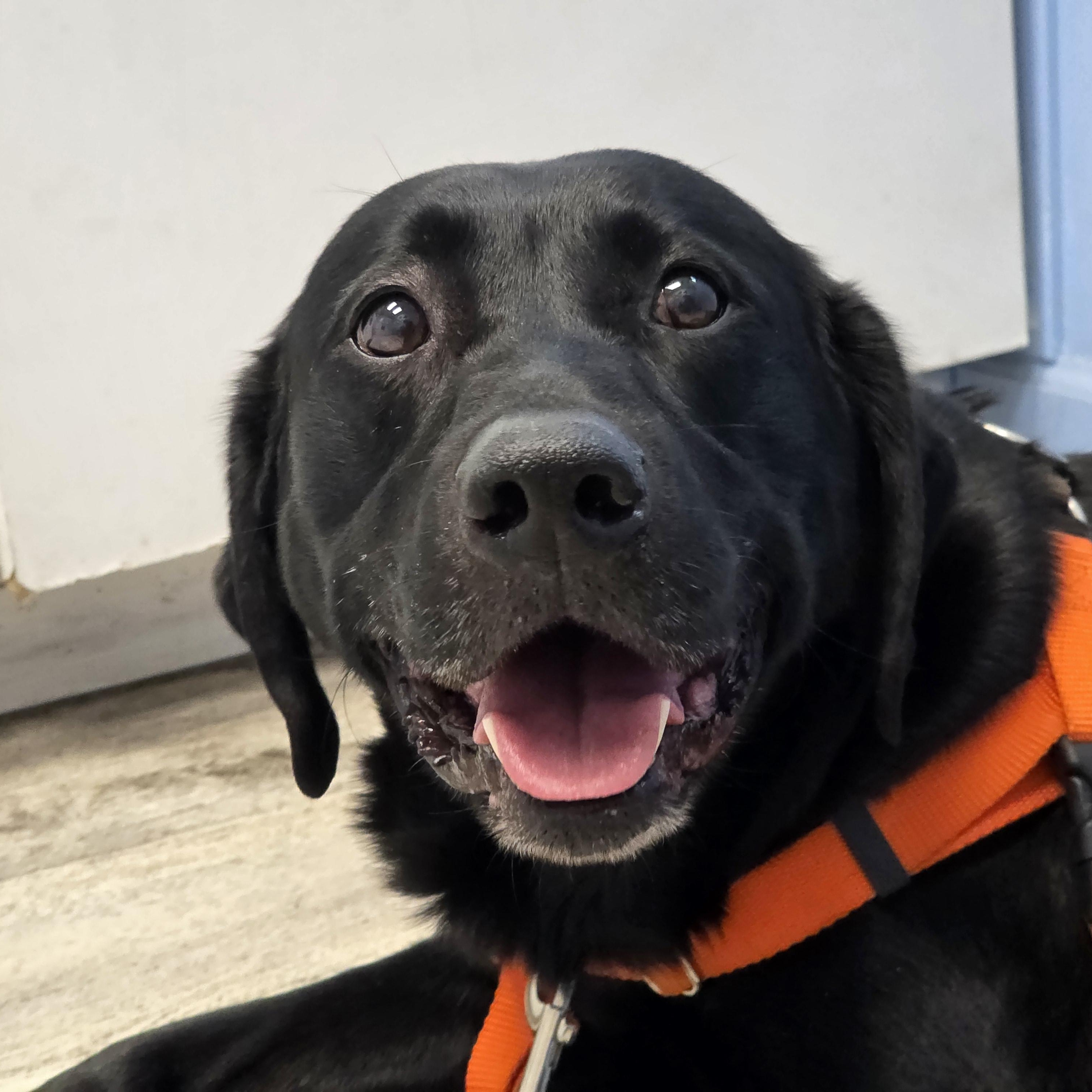 Enlarge Kenai, an adopted Labrador Retriever in Anchorage, AK image 1/4