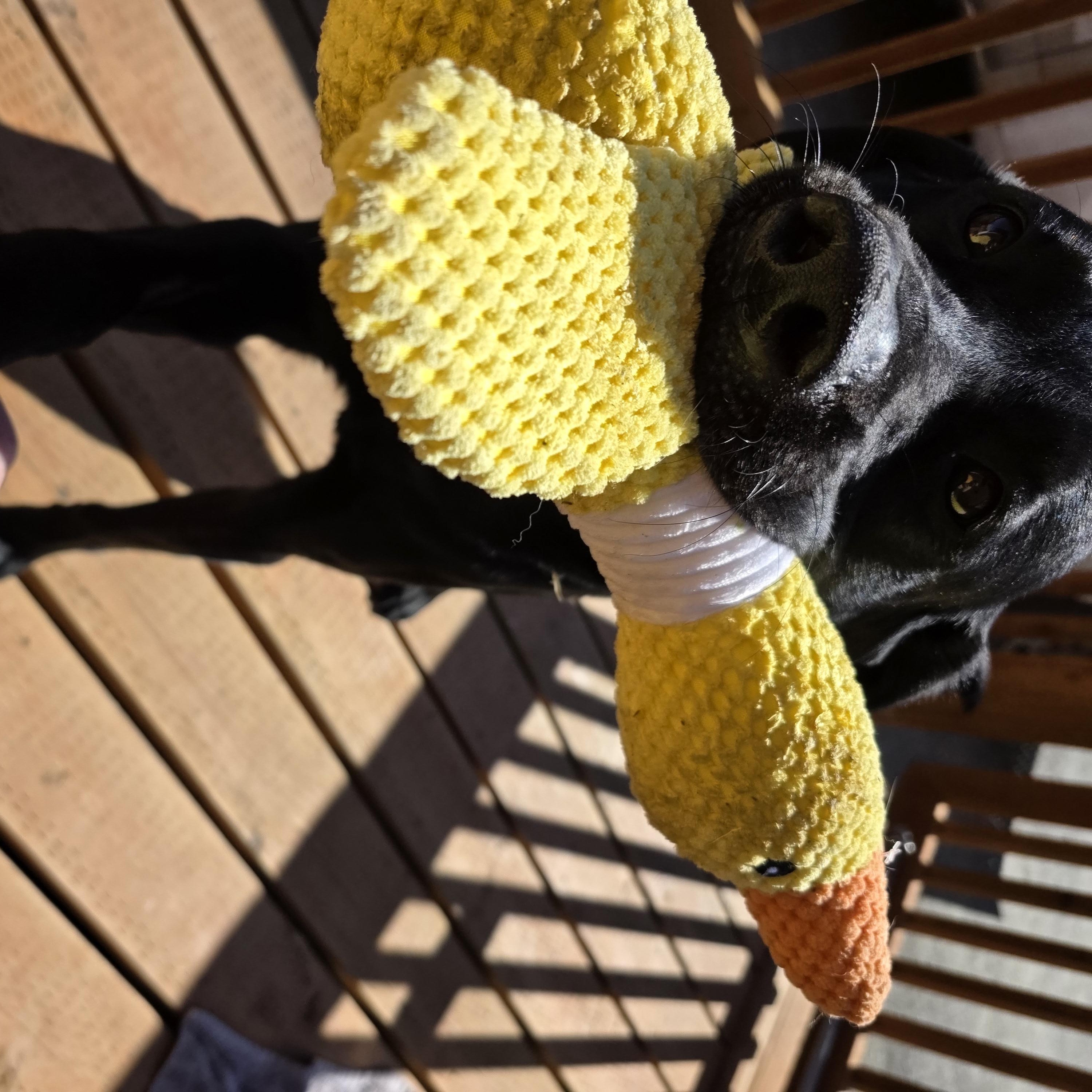 Enlarge Kenai, an adopted Labrador Retriever in Anchorage, AK image 3/4