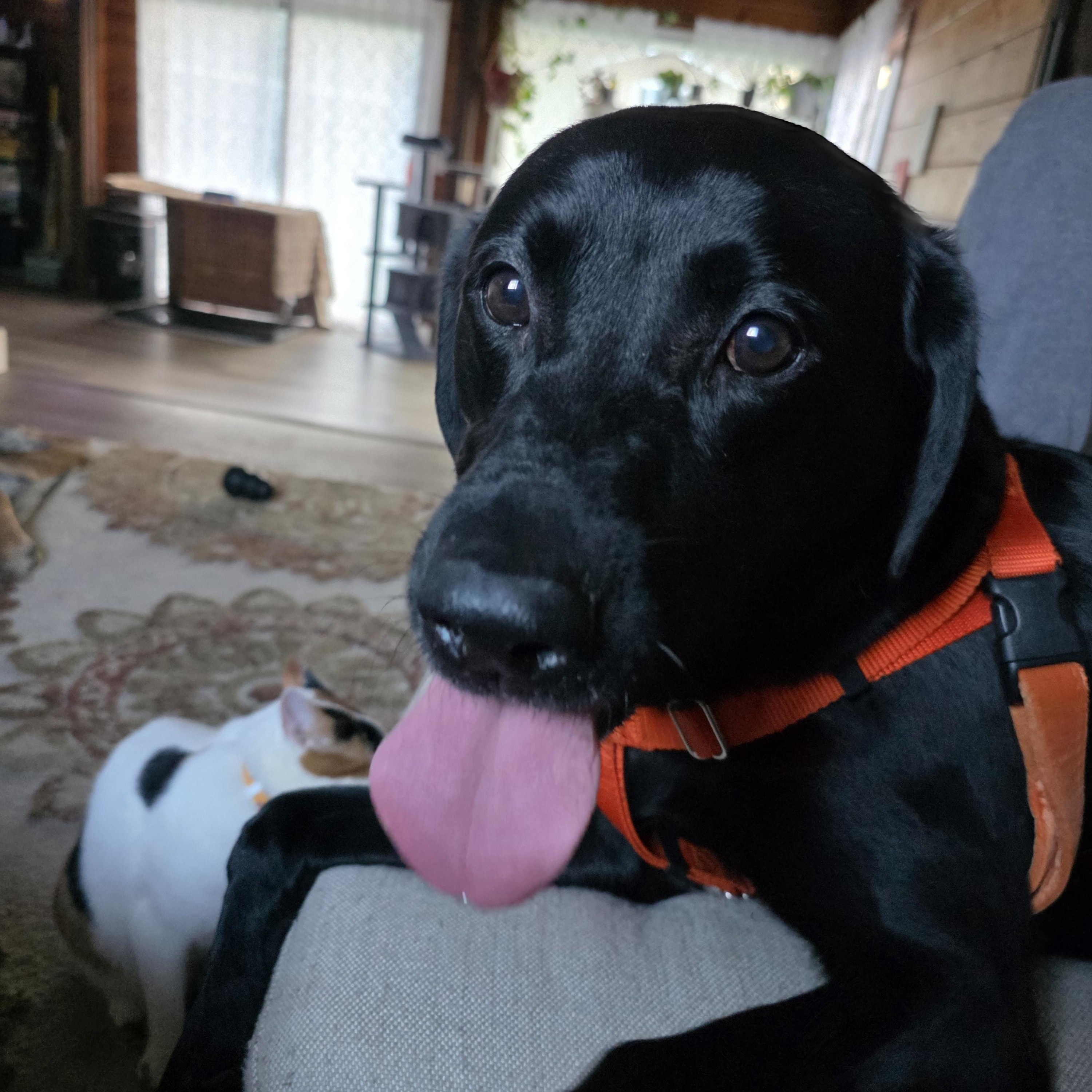 Enlarge Kenai, an adopted Labrador Retriever in Anchorage, AK image 2/4