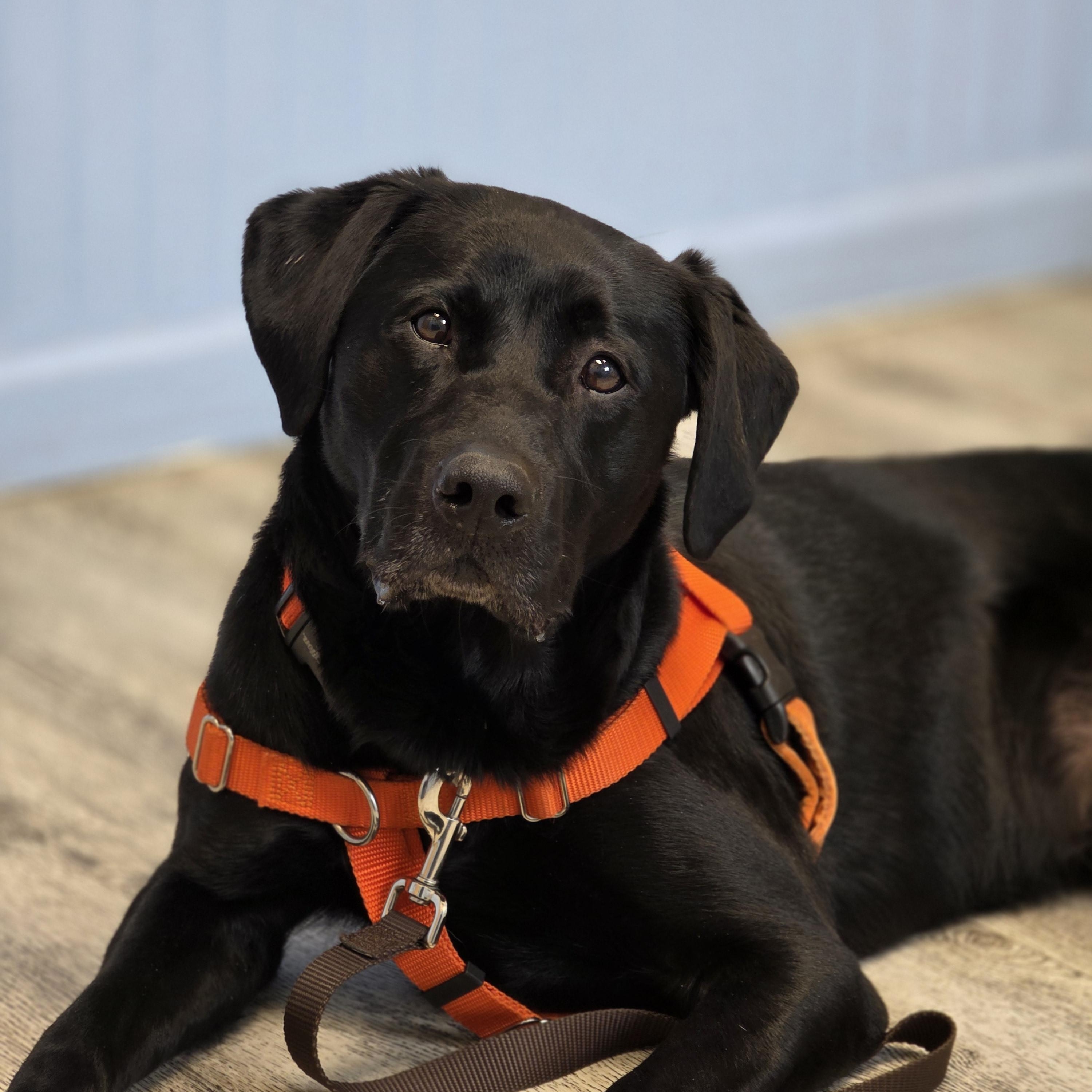 Enlarge Kenai, an adopted Labrador Retriever in Anchorage, AK image 4/4