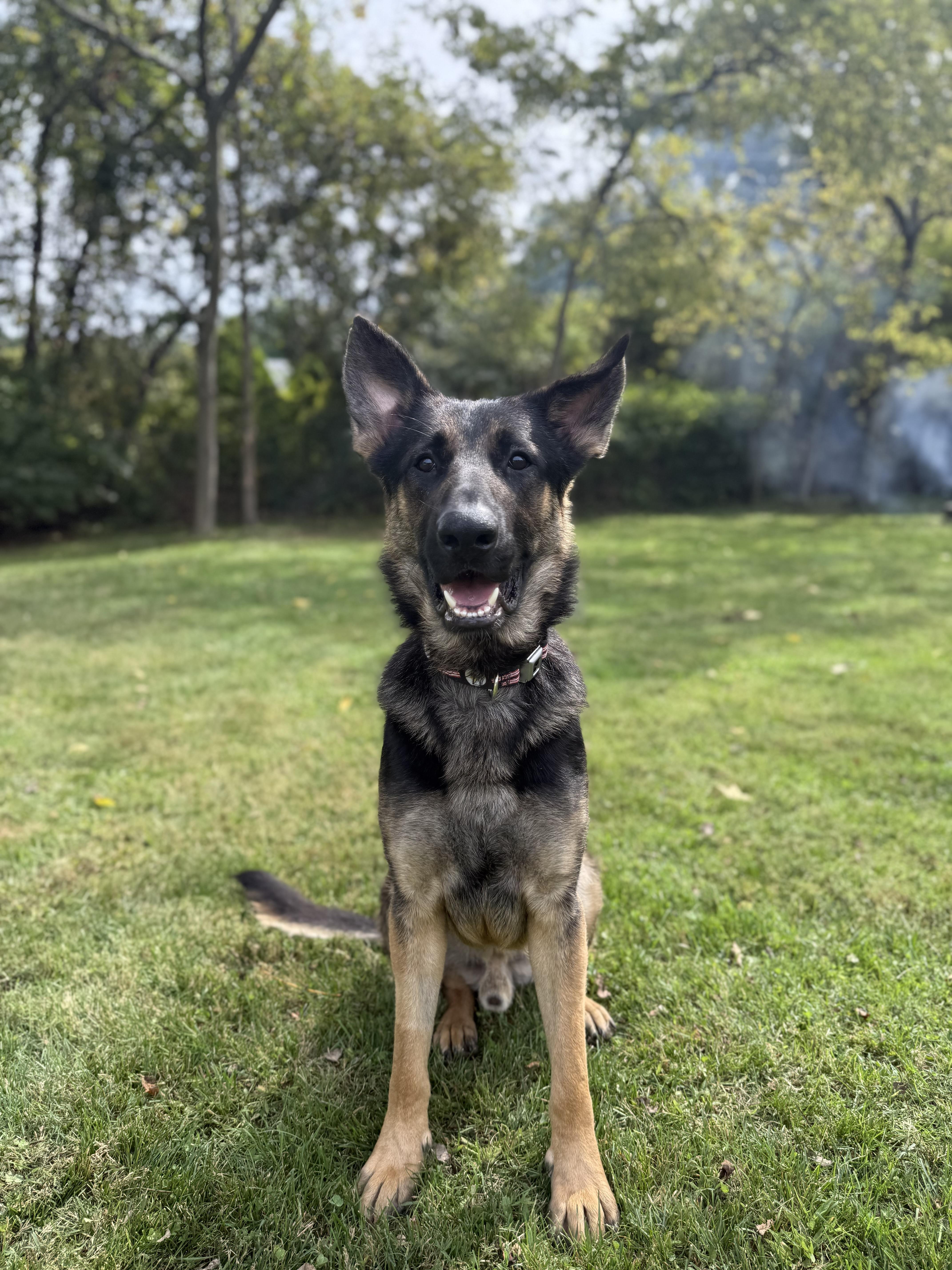 Maximus
