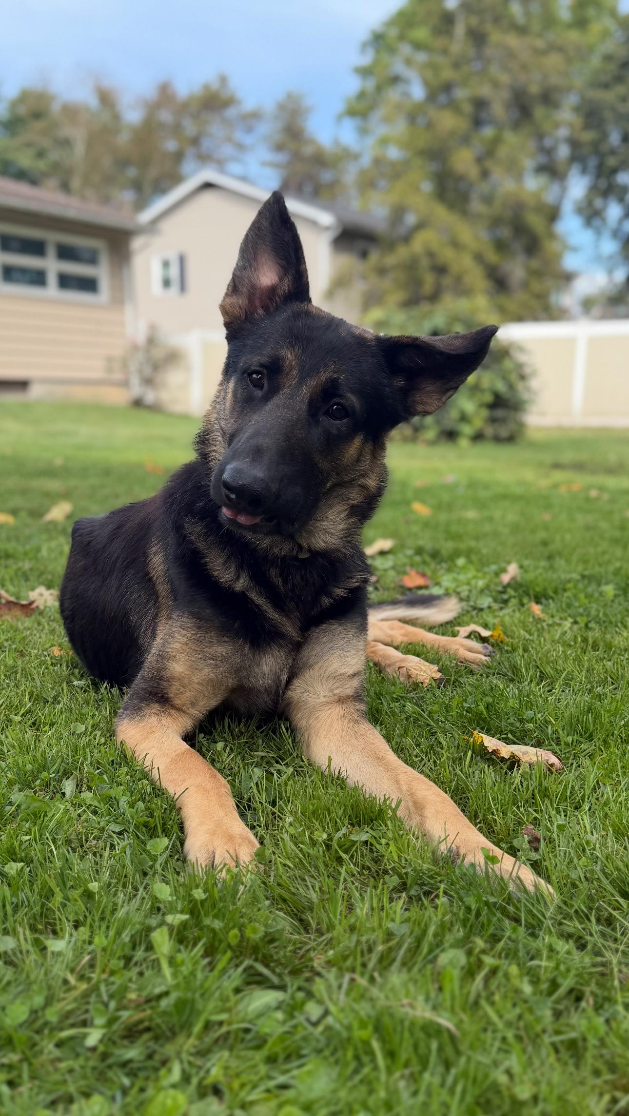 Maximus