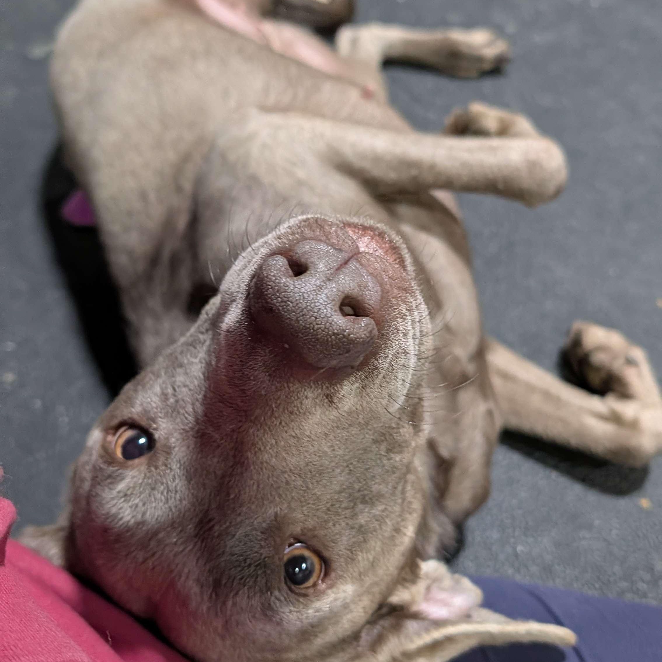 Enlarge Sage, a ADOPTABLE mixed breed in Hollis, NH image 3/5