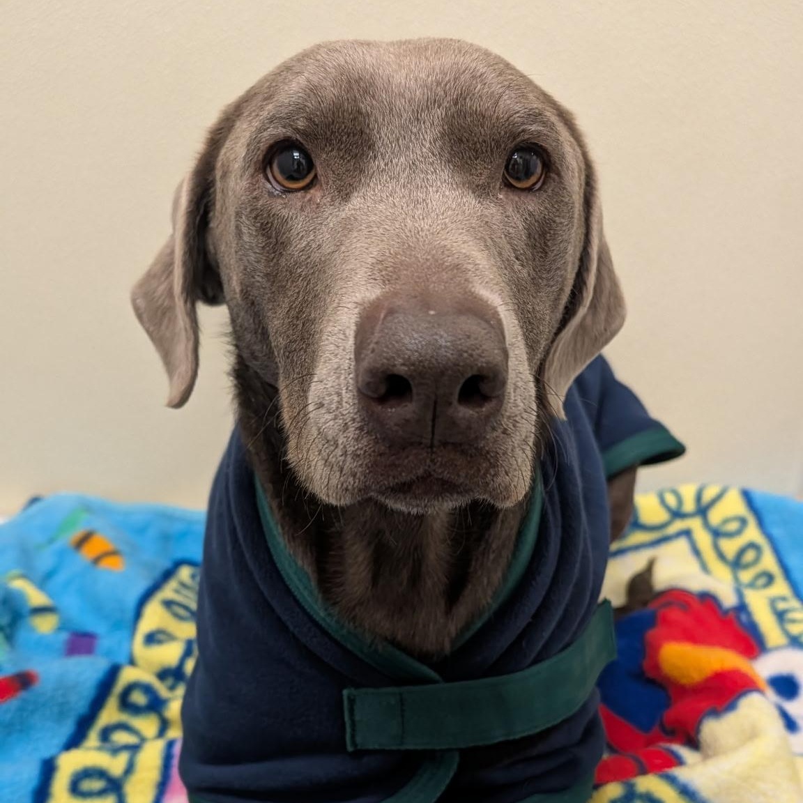 Sage, ADOPTABLE, Adult Female Labrador Retriever.