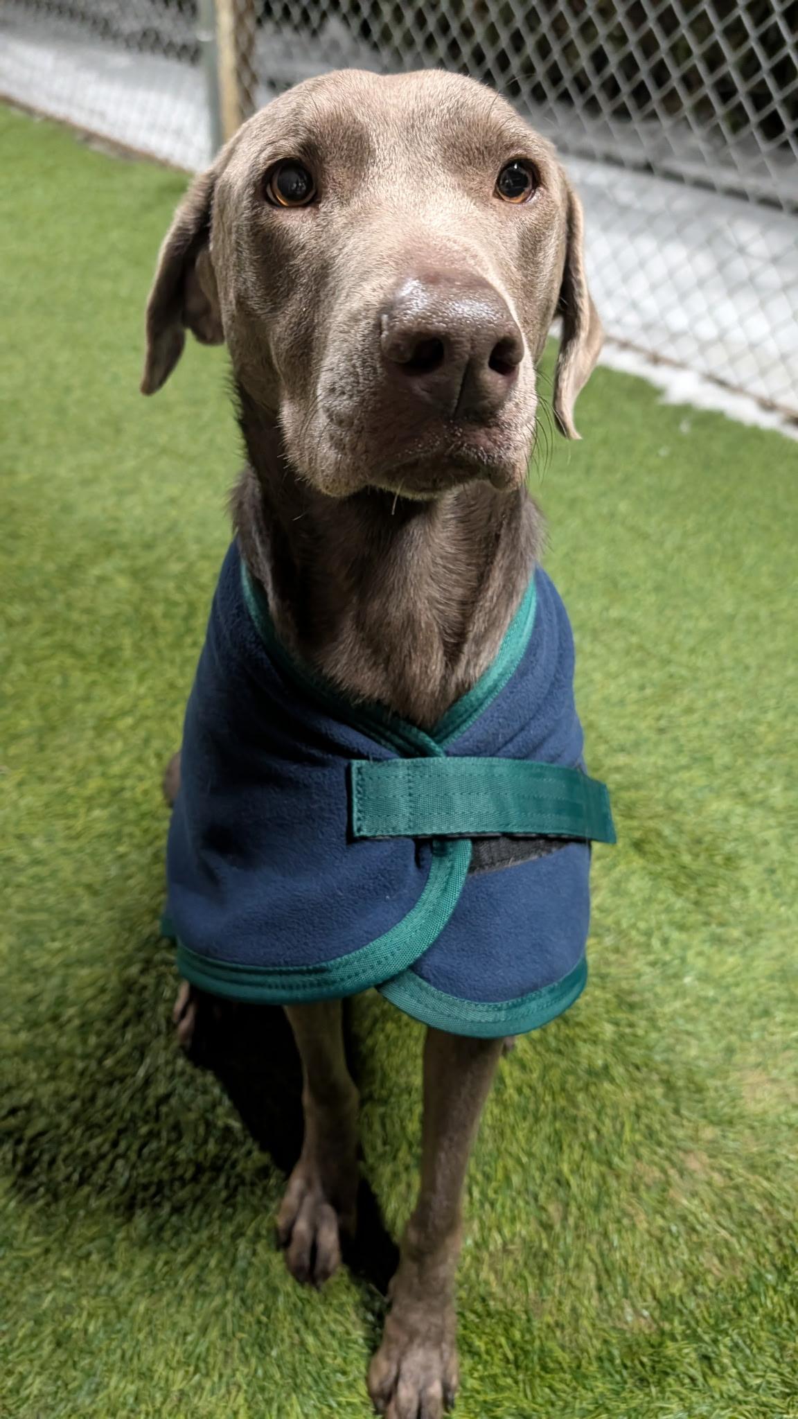 Sage, a ADOPTABLE mixed breed in Hollis, NH image 2/6