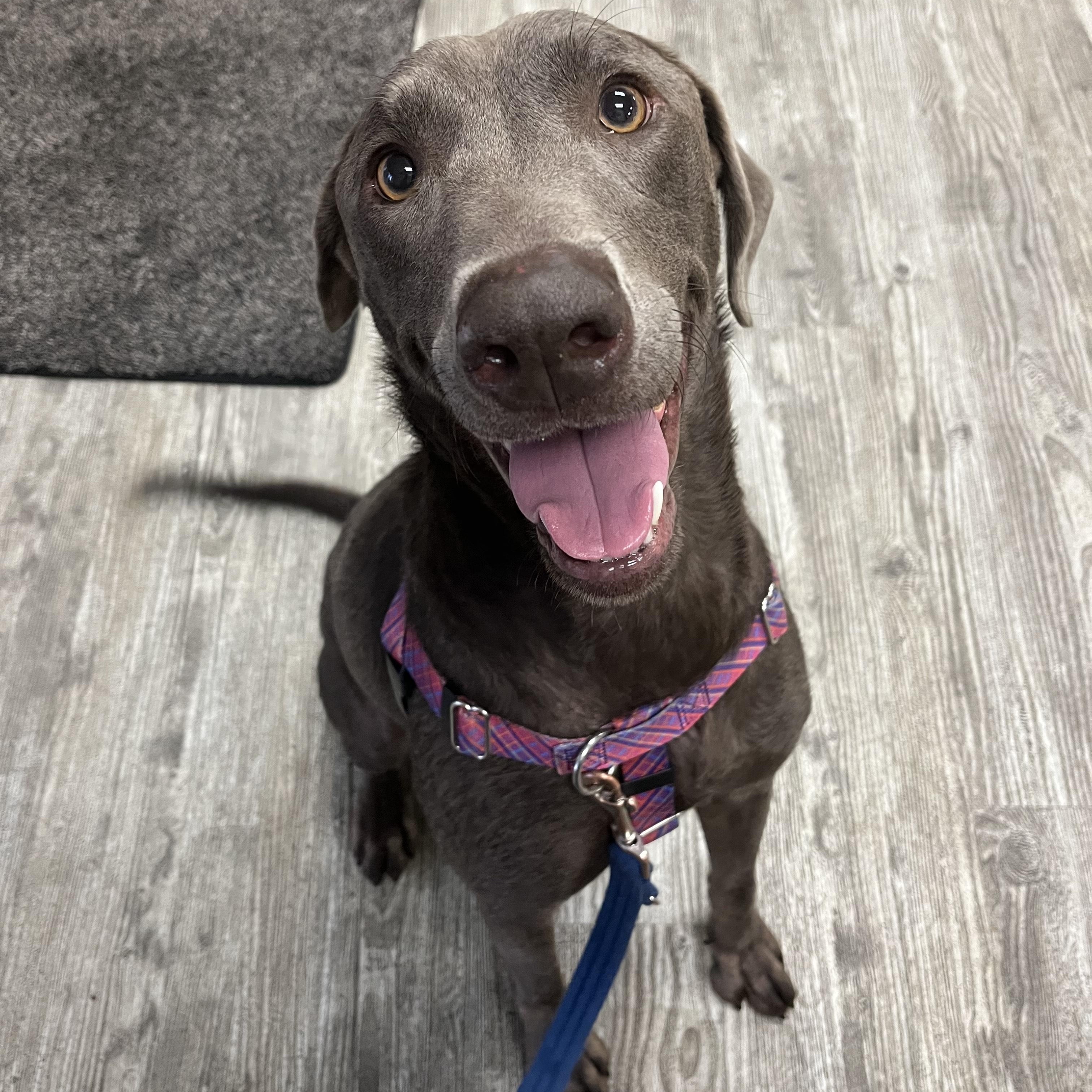 Enlarge Sage, a ADOPTABLE mixed breed in Hollis, NH image 1/5