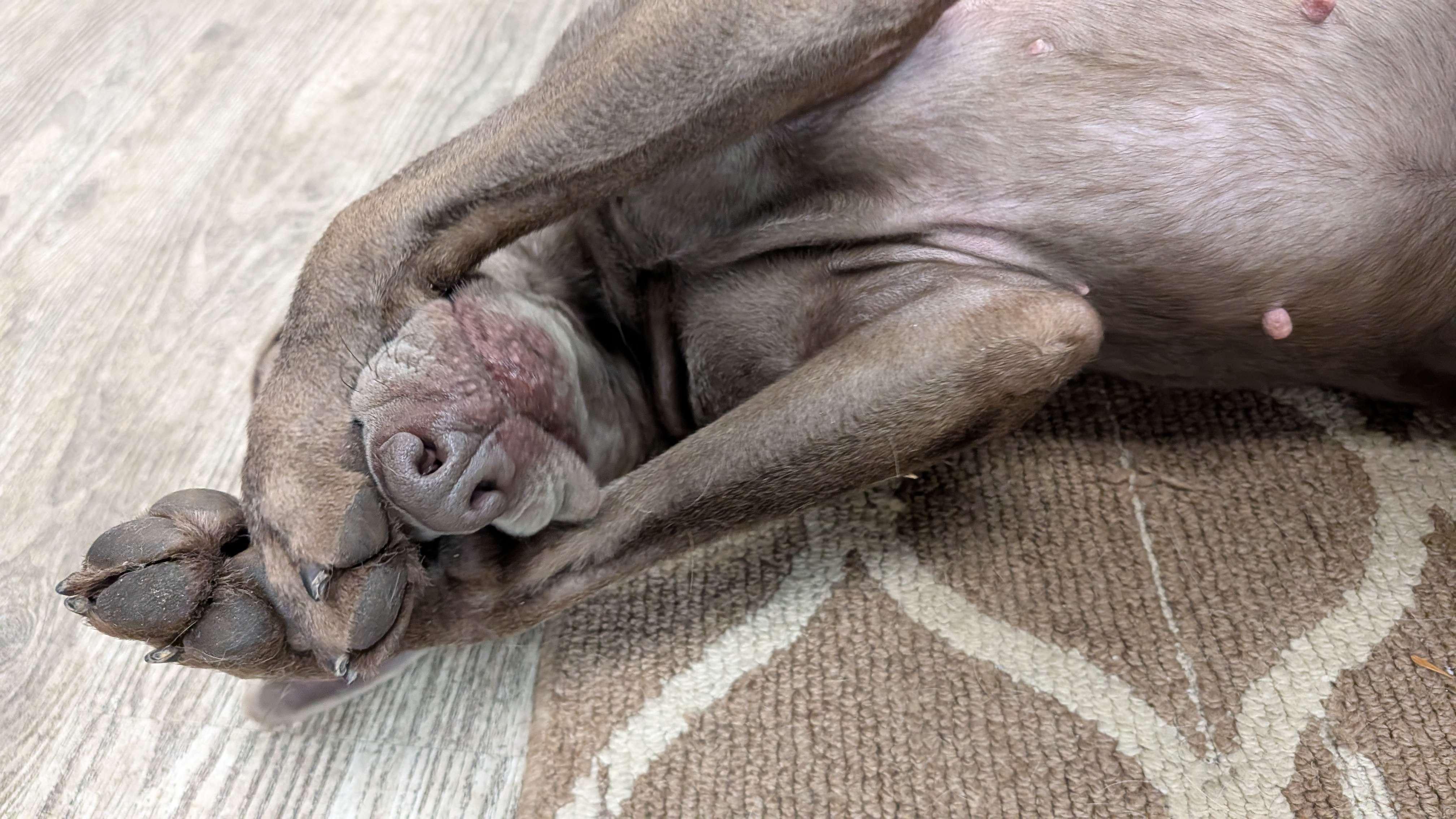 Enlarge Sage, a ADOPTABLE mixed breed in Hollis, NH image 2/5