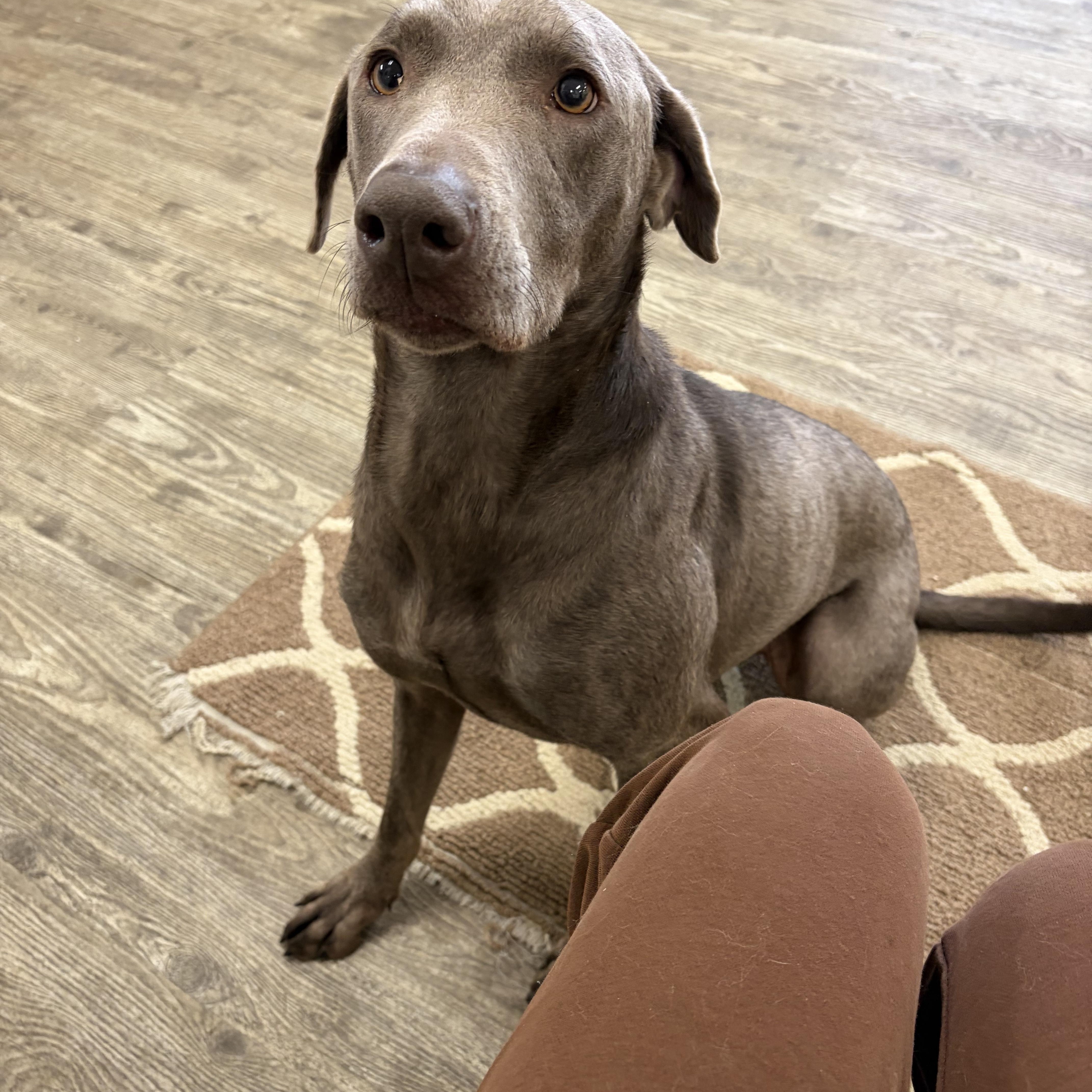 Enlarge Sage, a ADOPTABLE mixed breed in Hollis, NH image 5/5